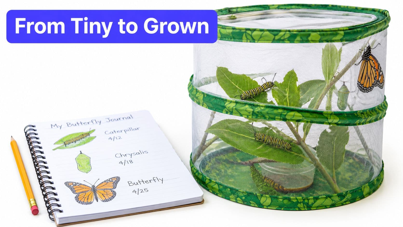 A butterfly life cycle science kit next to a journal showing caterpillar, chrysalis, and butterfly developmental stages.
