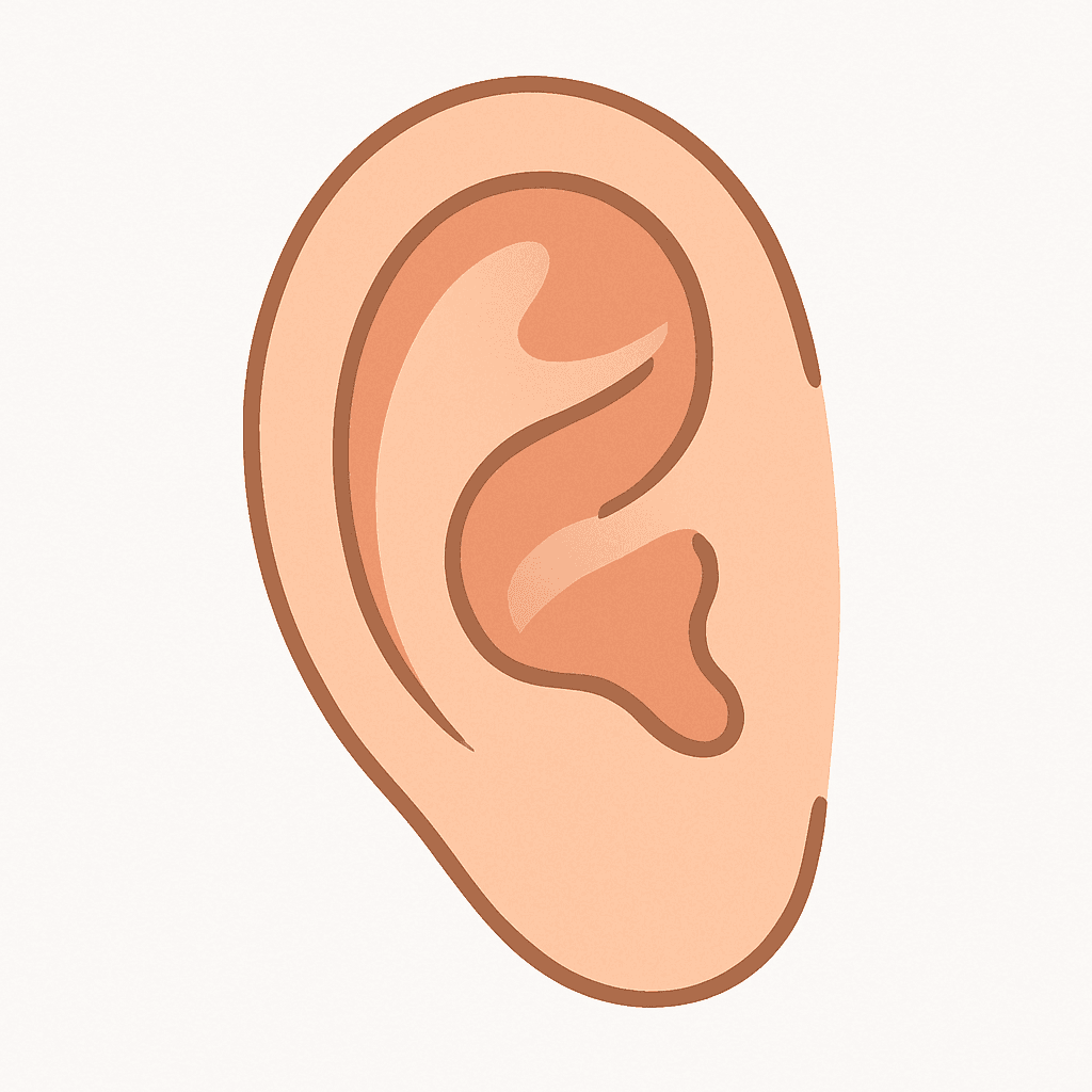 Ear (illustration)