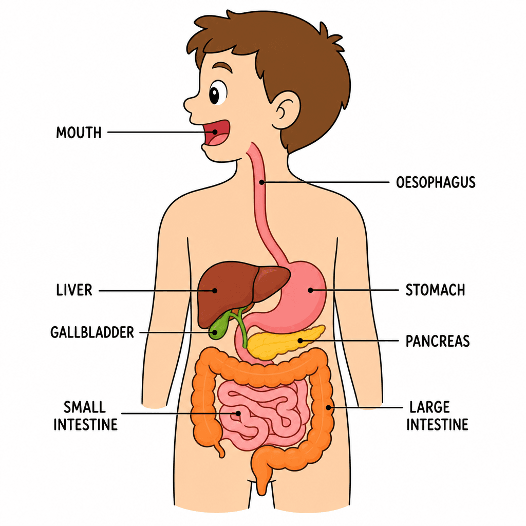 Digestive System Diagram