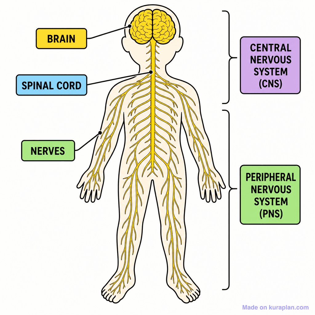 Nervous System Diagram