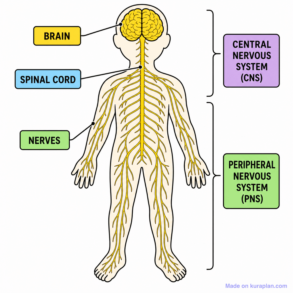 Nervous System Diagram