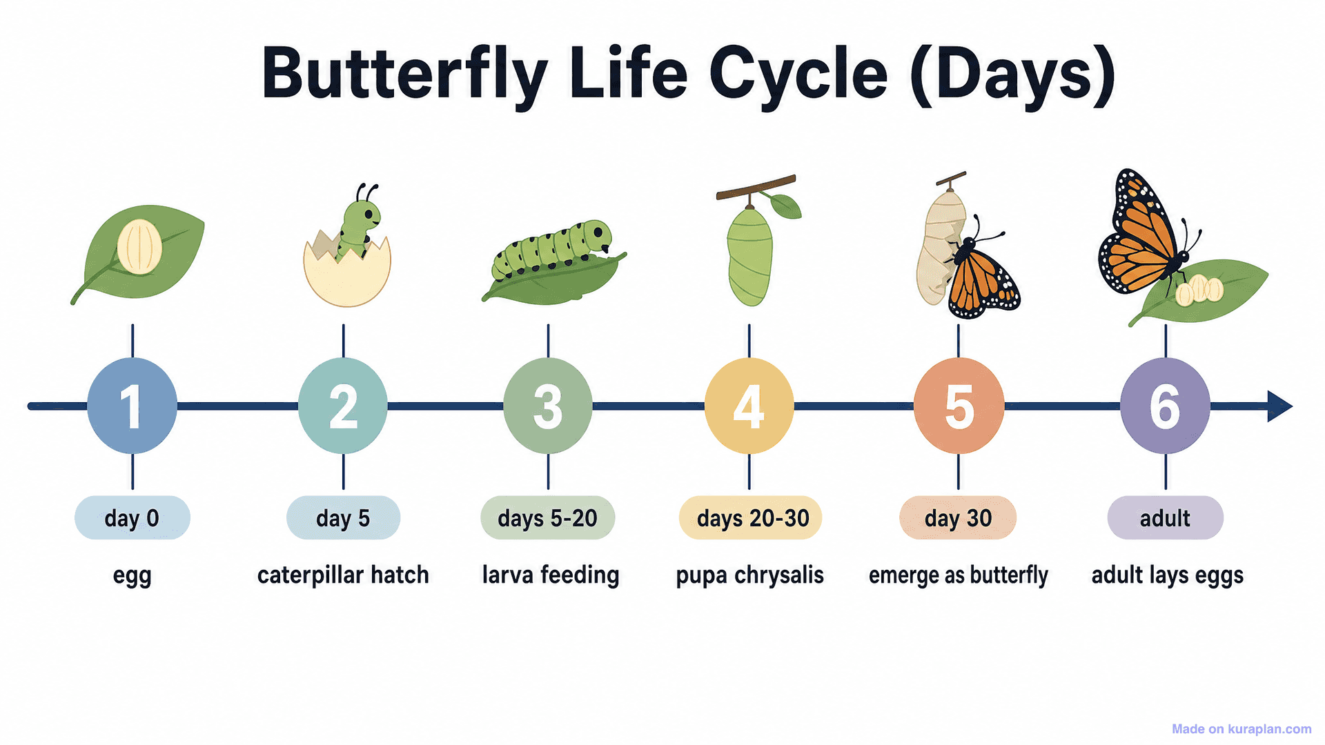 Butterfly Life Cycle (Days) Timeline
