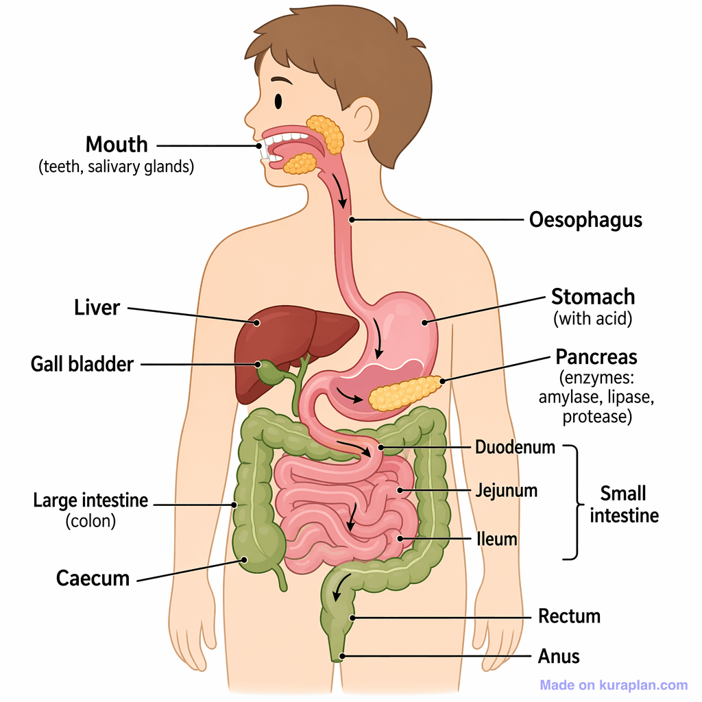 Human Digestive System (simple)