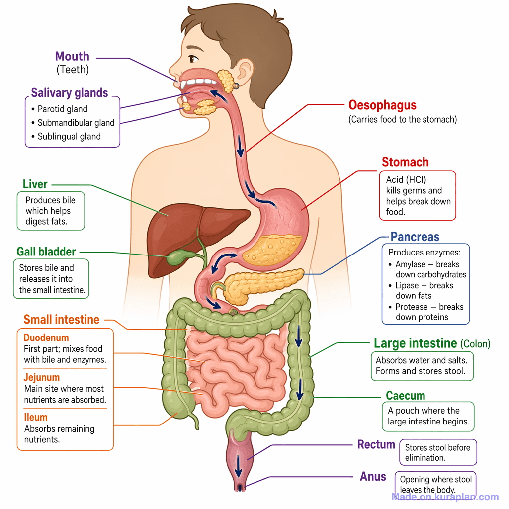 Human Digestive System (detailed)