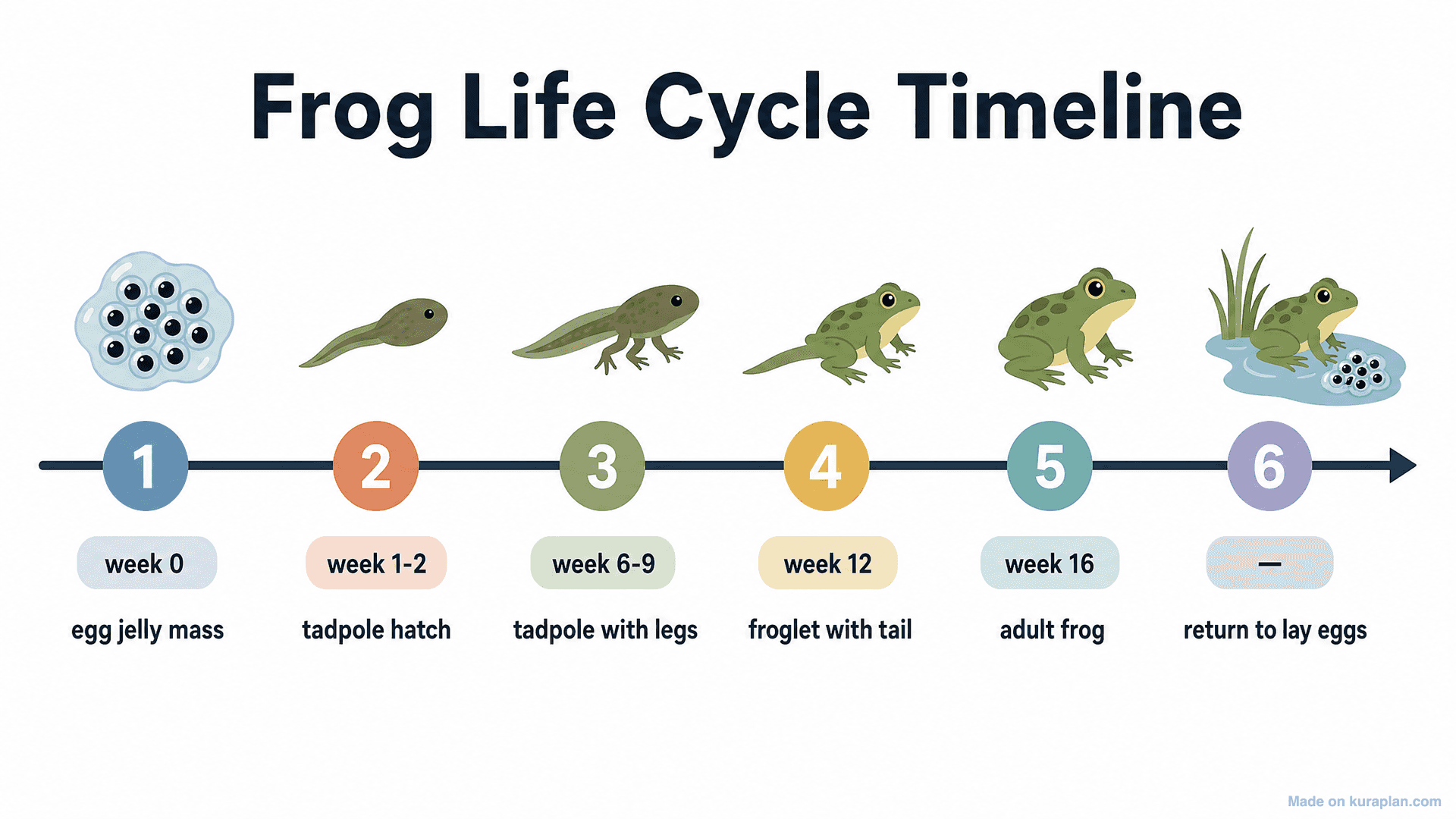 Frog Life Cycle Timeline