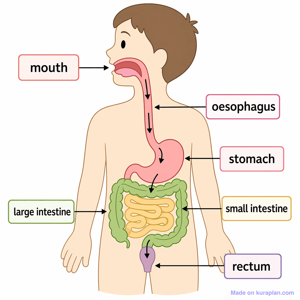 Human Digestive System (simple)