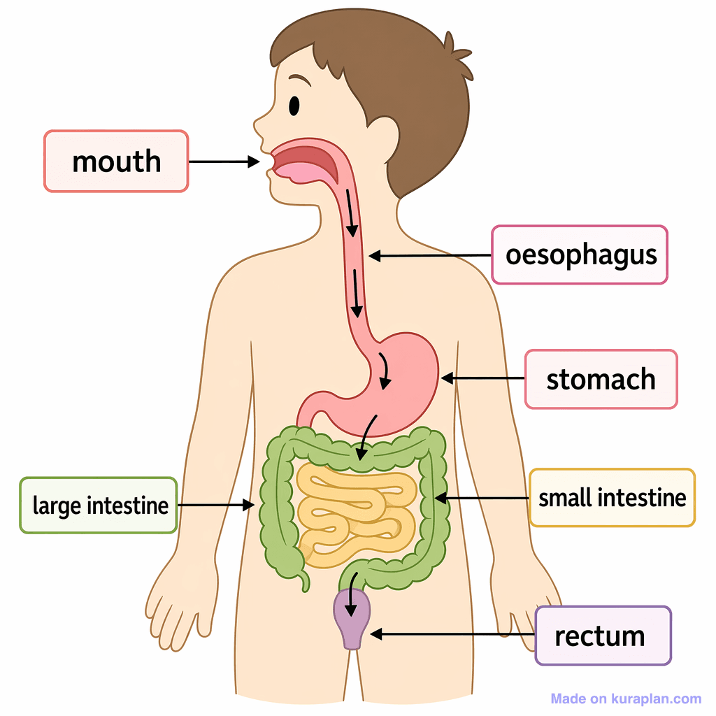 Human Digestive System (simple)