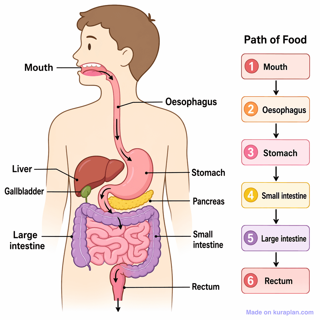 Human Digestive System (detailed)