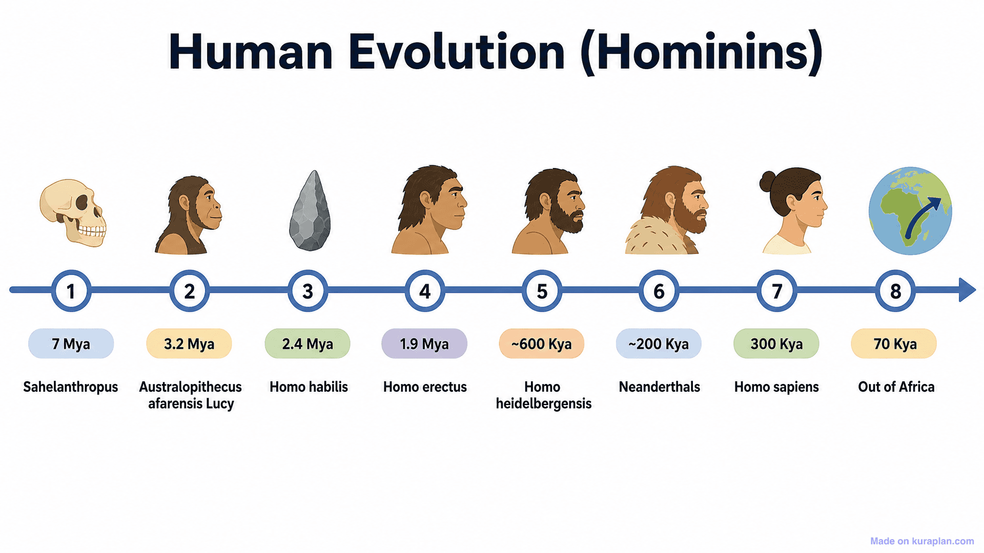 Human Evolution (Hominins) Timeline