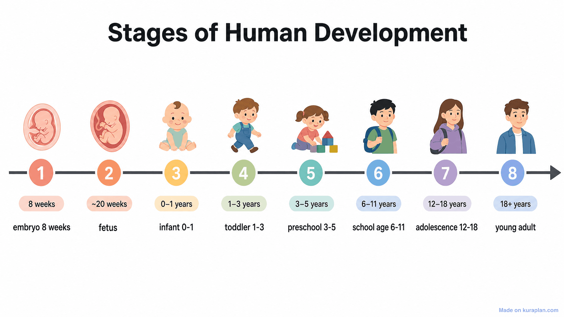 Stages of Human Development Timeline