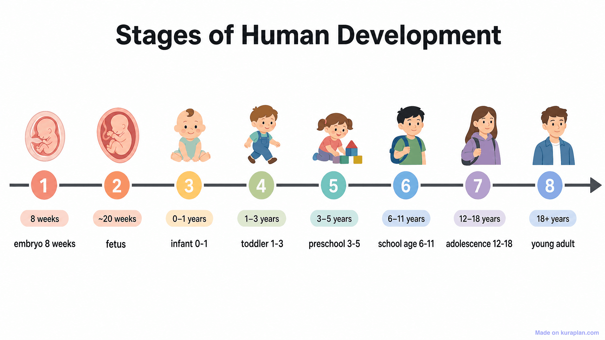 Stages of Human Development Timeline