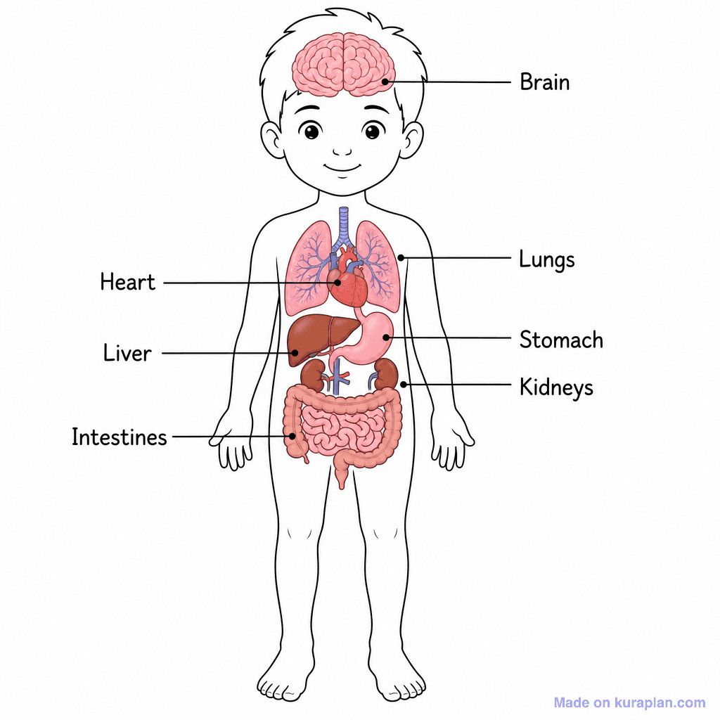 Human Organs Child Silhouette Labelled