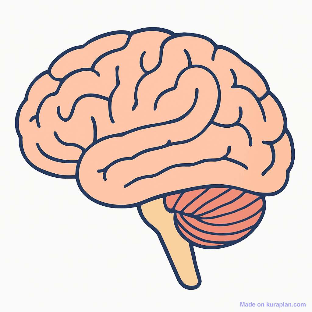 Brain — side view (unlabeled)