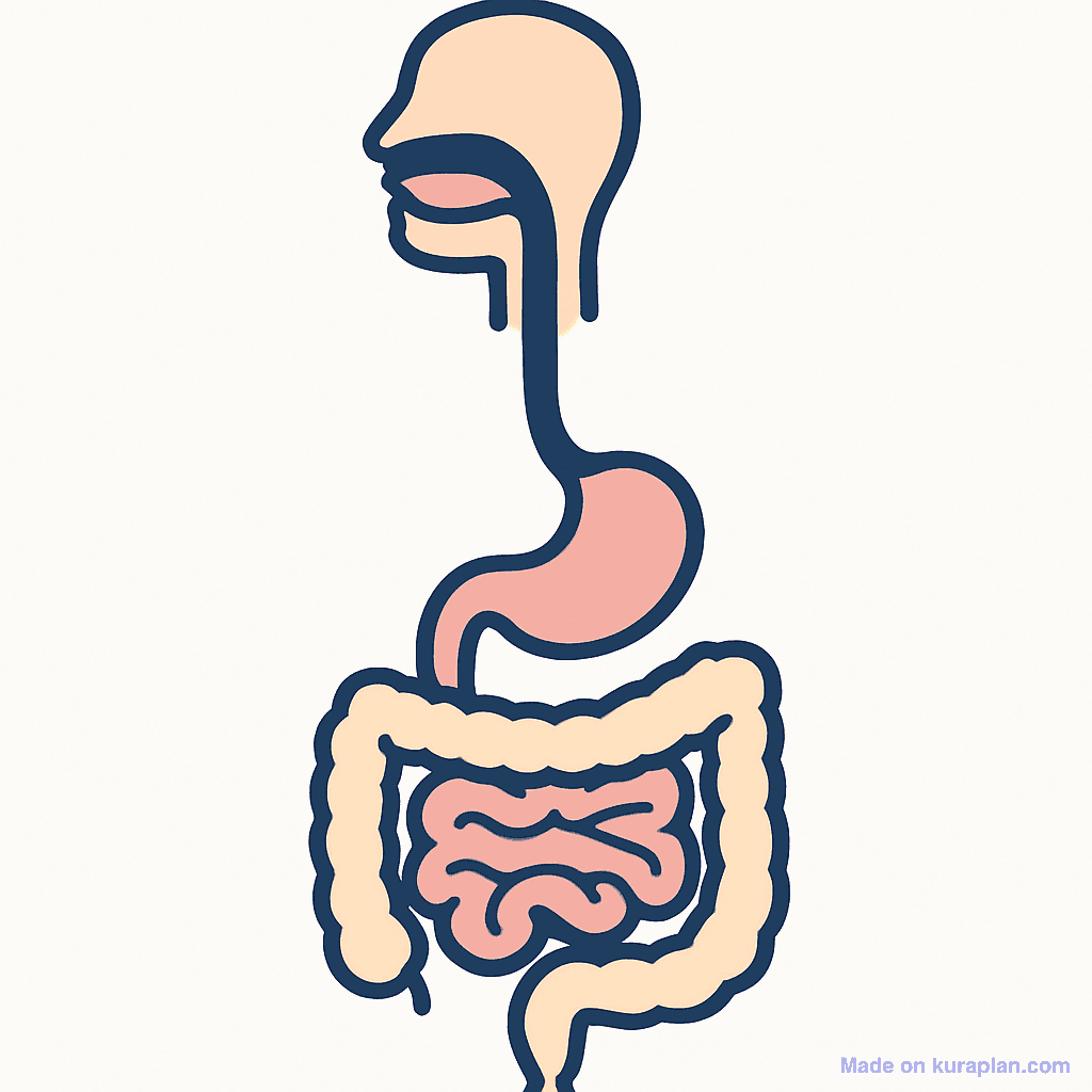 Digestive system (unlabeled)