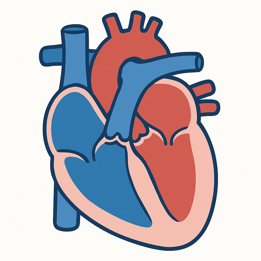 Heart — 4 Chambers (unlabeled)