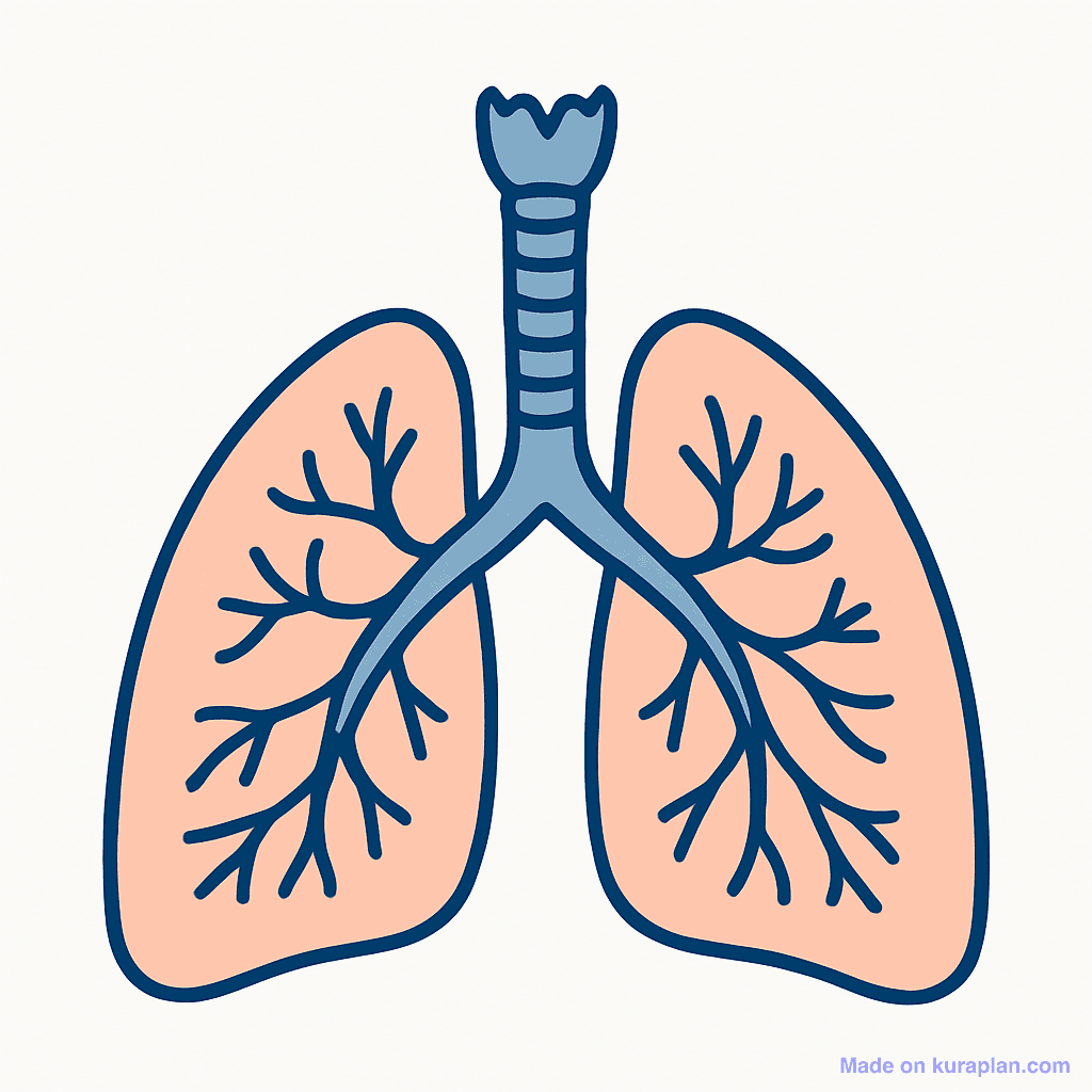 Lungs (unlabeled)