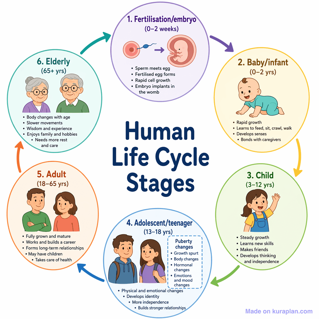 Human Life Cycle Stages (simple)