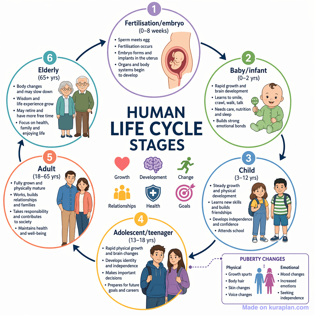 Human Life Cycle Stages (detailed)