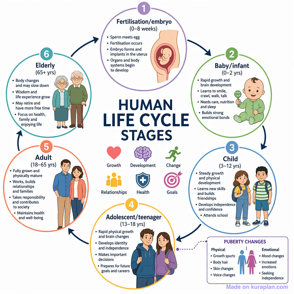 Human Life Cycle Stages (detailed)
