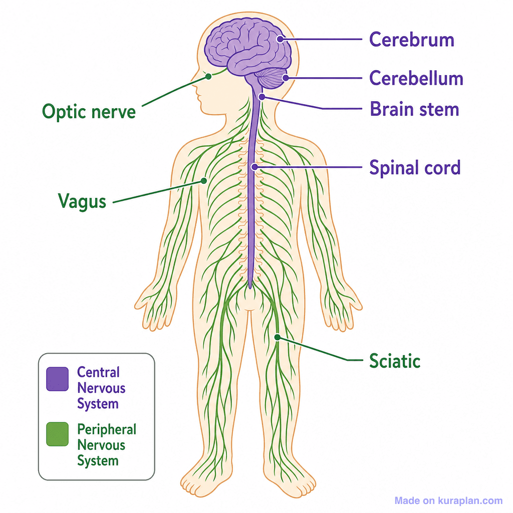 Human Nervous System (simple)