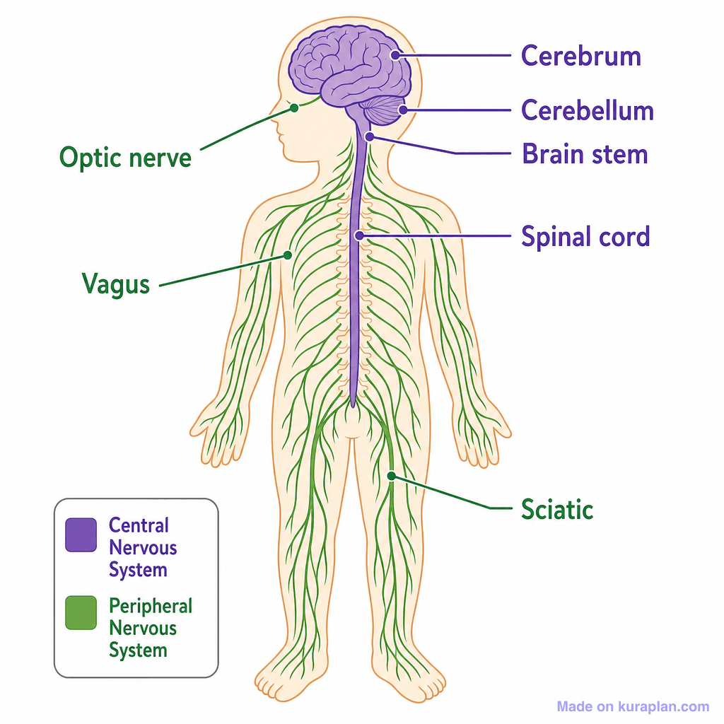 Human Nervous System (simple)