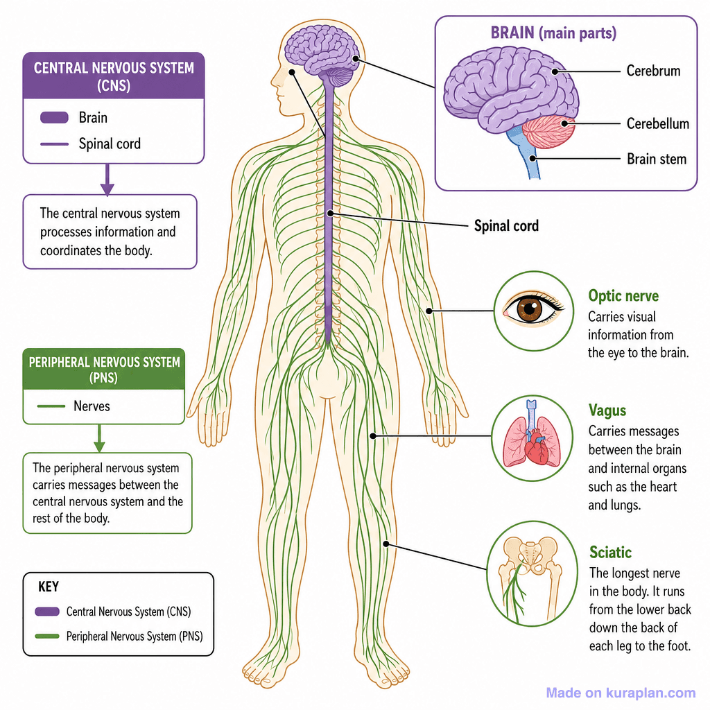 Human Nervous System (detailed)