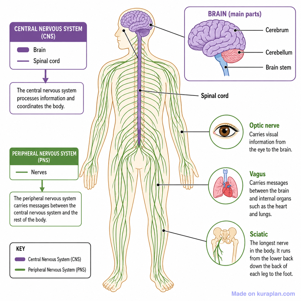 Human Nervous System (detailed)