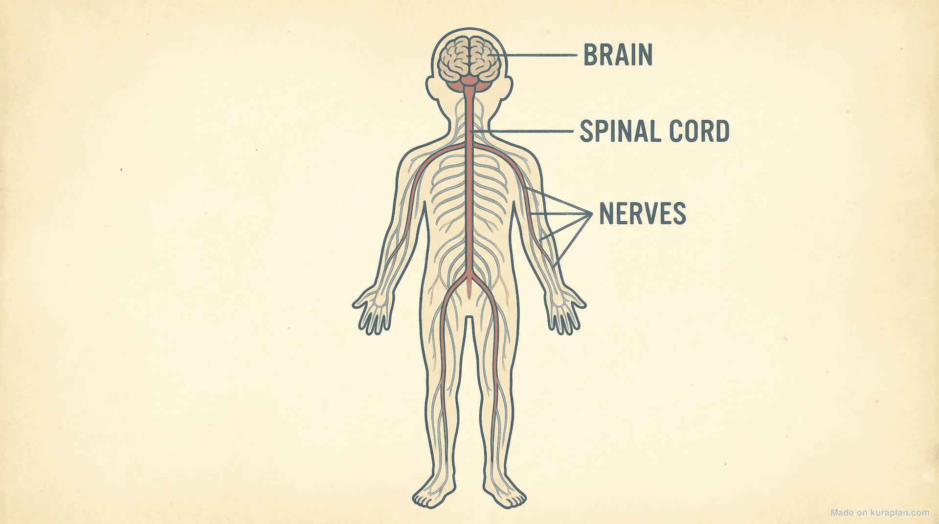 Human nervous system diagram for biology education