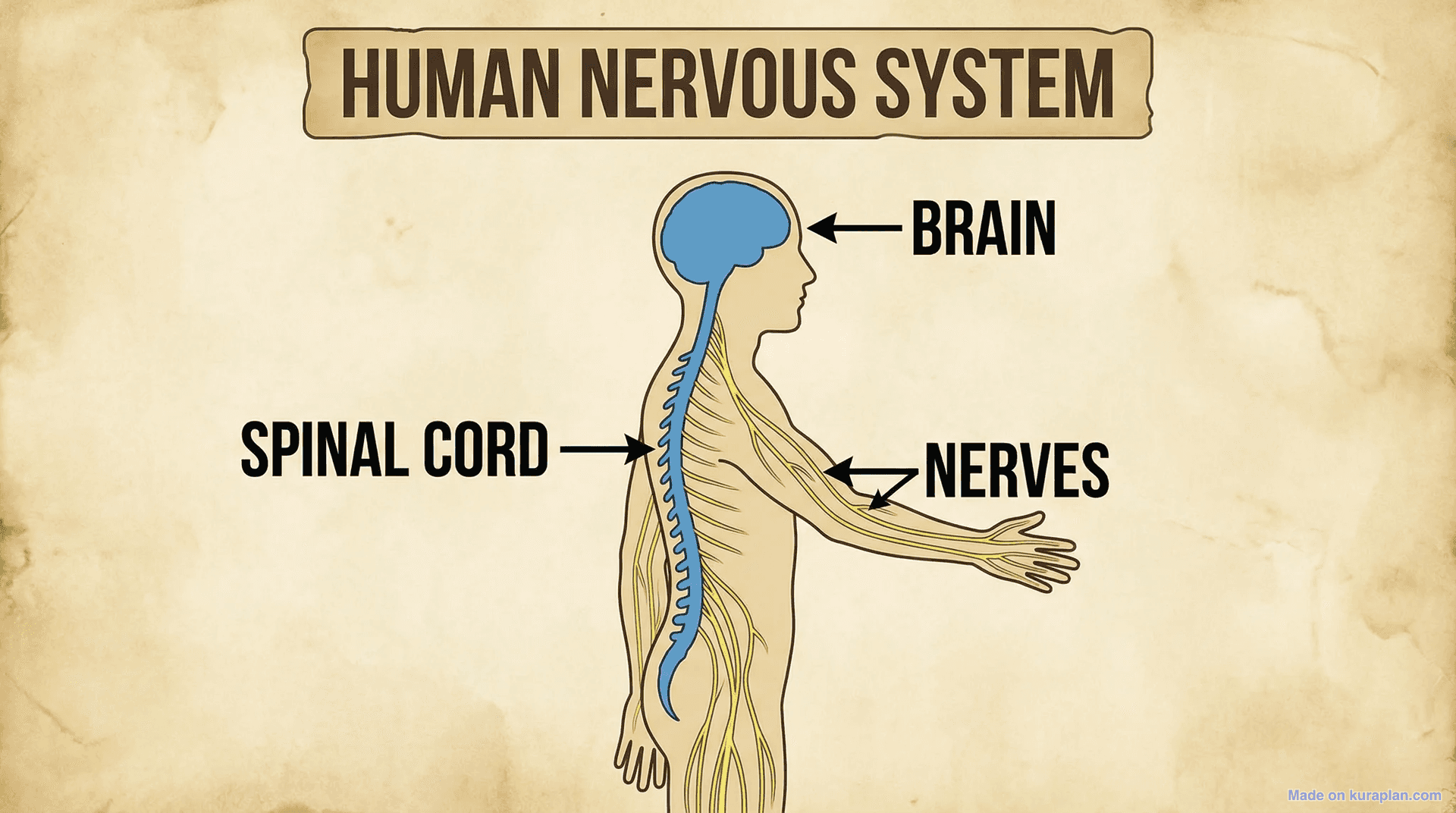 Human nervous system diagram for biology education