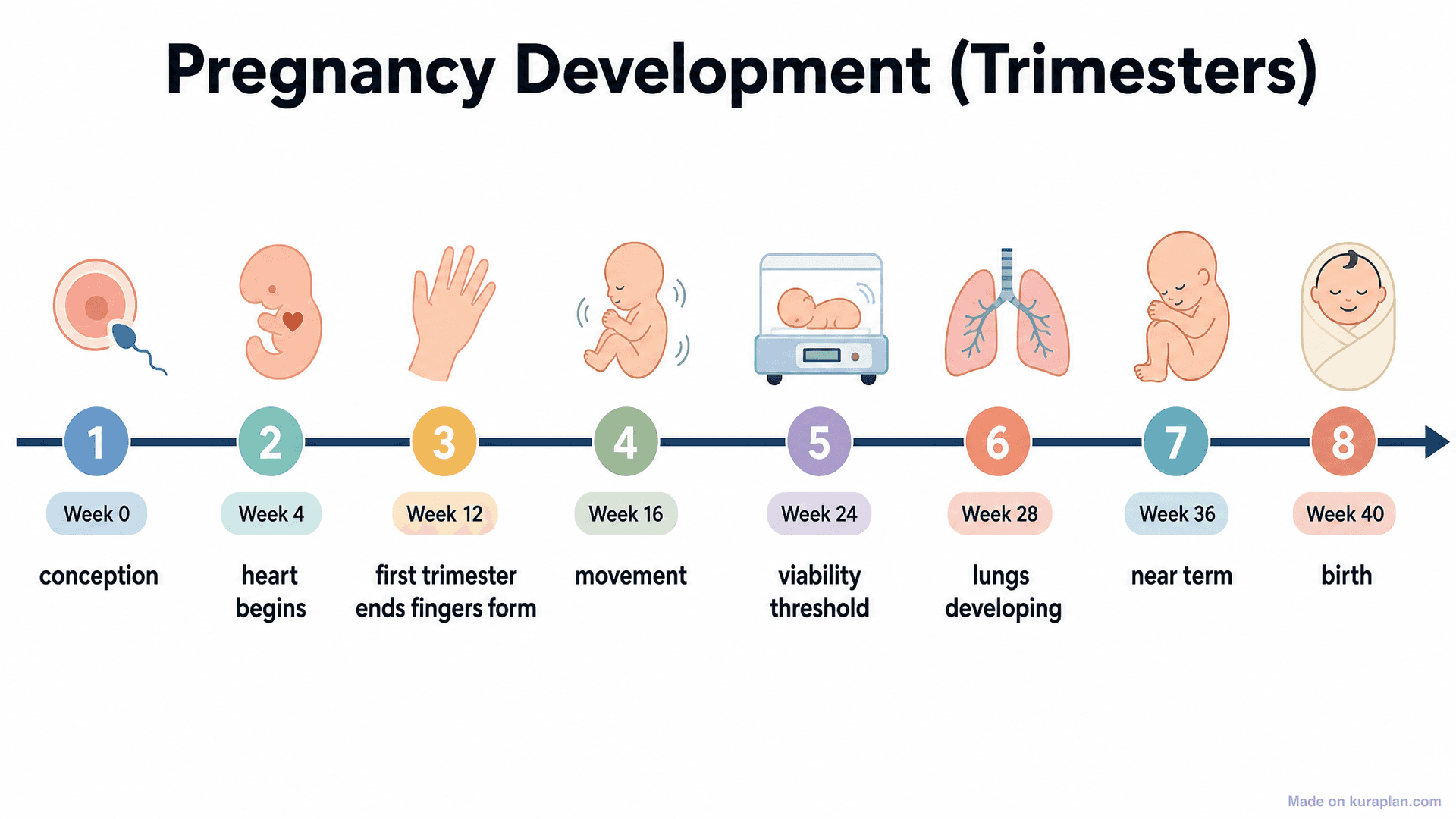 Pregnancy Development (Trimesters) Timeline