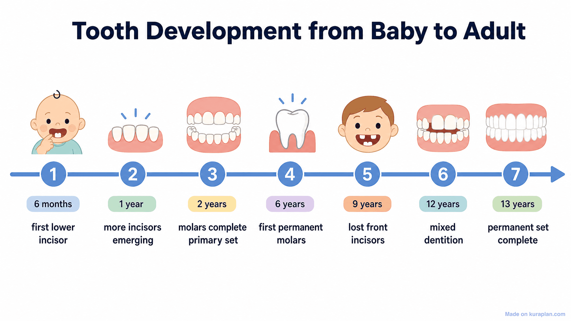 Tooth Development from Baby to Adult Timeline