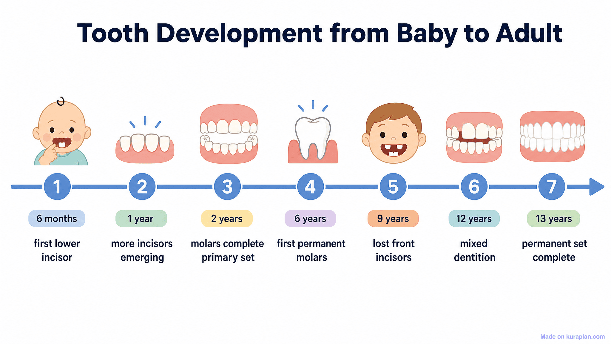 Tooth Development from Baby to Adult Timeline