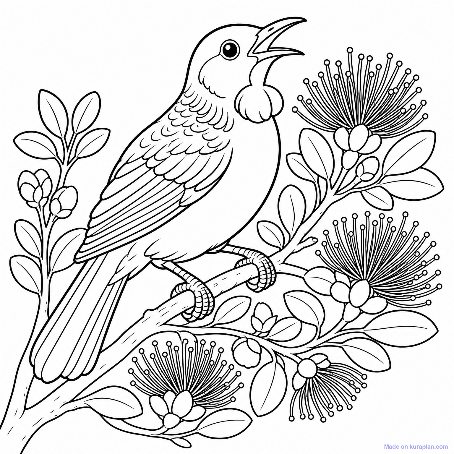Tui Bird Singing (NZ) — Coloring Page