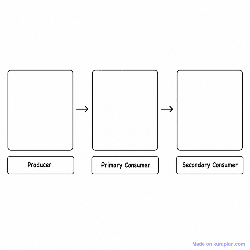 Food Chain 3 Box Blank