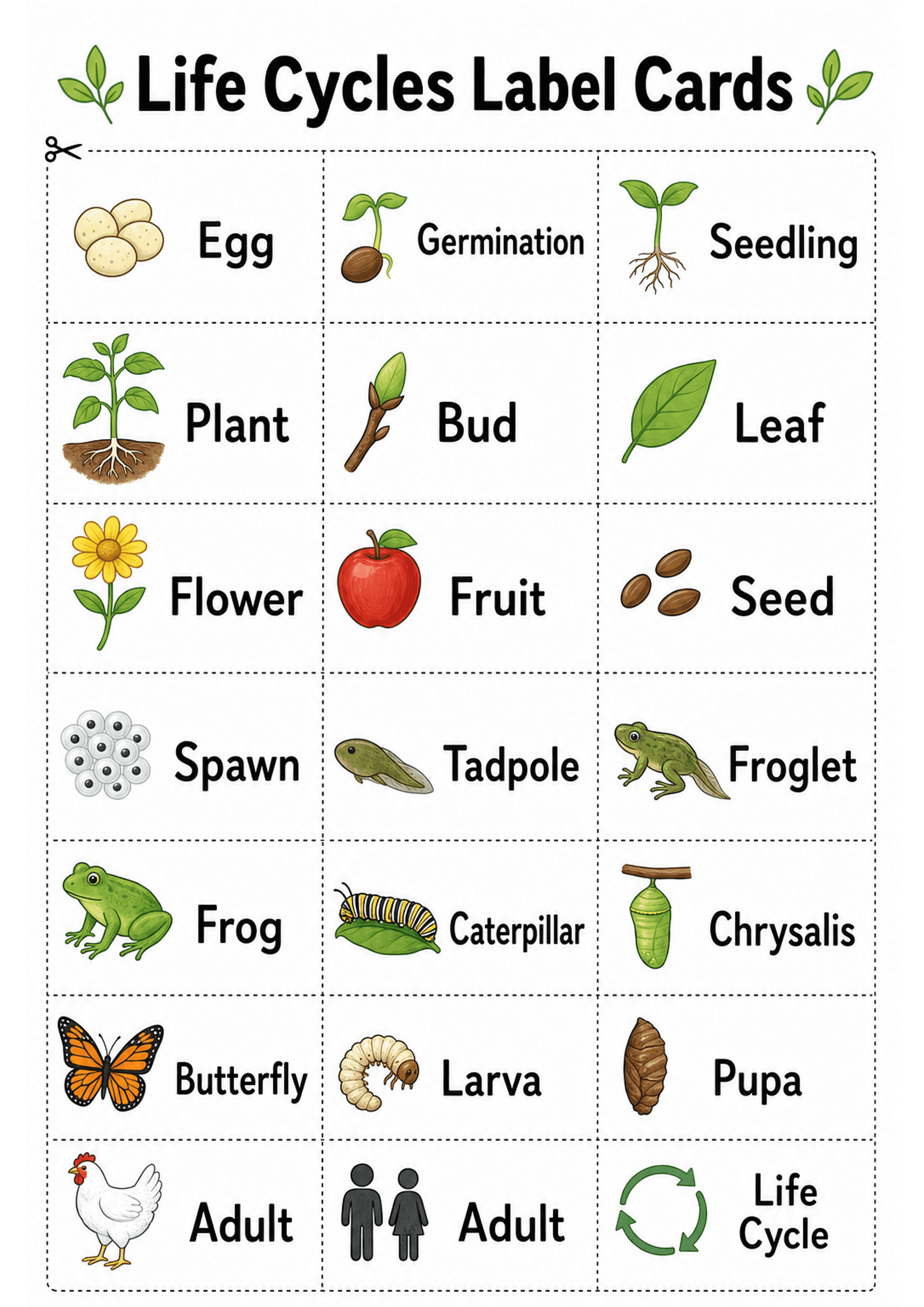 Life Cycles Label Cards: A4 portrait page with a large header 'Life Cycles Label Cards' and a 3‑column grid of dashed cut lines. Each rectangle contains a coloured illustration (e.g. eggs, seed, seedling, bud, leaf, flower, fruit, spawn, tadpole, froglet, frog, caterpillar, chrysalis, pupa, butterfly, larva, adult icons, Life Cycle circular arrows) paired with a bold, one‑word label in a large, legible font; low text density with one label per card.