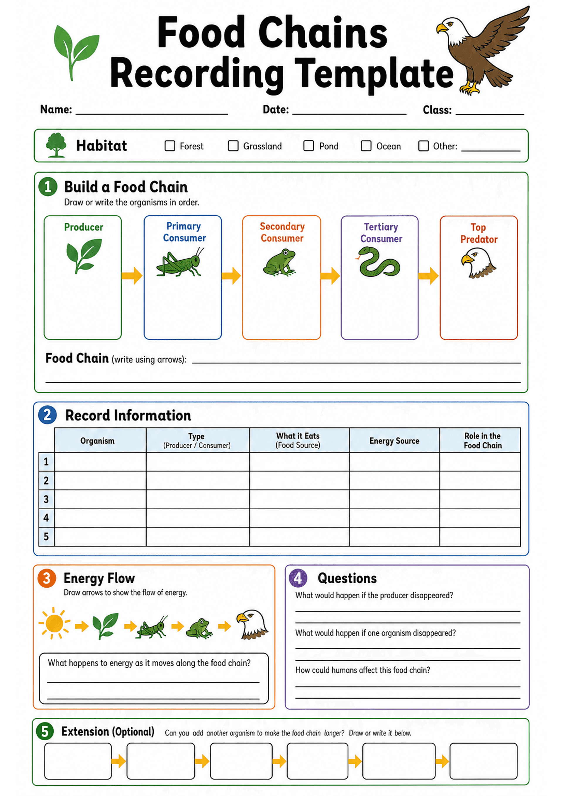Food Chains Recording Template: A4 single-page template with title and name/date/class lines; habitat checkboxes (Forest, Grassland, Pond, Ocean, Other). Section 1: five large labelled boxes in sequence with icons for Producer (leaf), Primary consumer (grasshopper), Secondary consumer (frog), Tertiary consumer (snake), Top predator (eagle) and space to draw/write organisms; a line to write the food chain using arrows. Section 2: a 5-row table with columns: Organism, Type (Producer/Consumer), Wh...