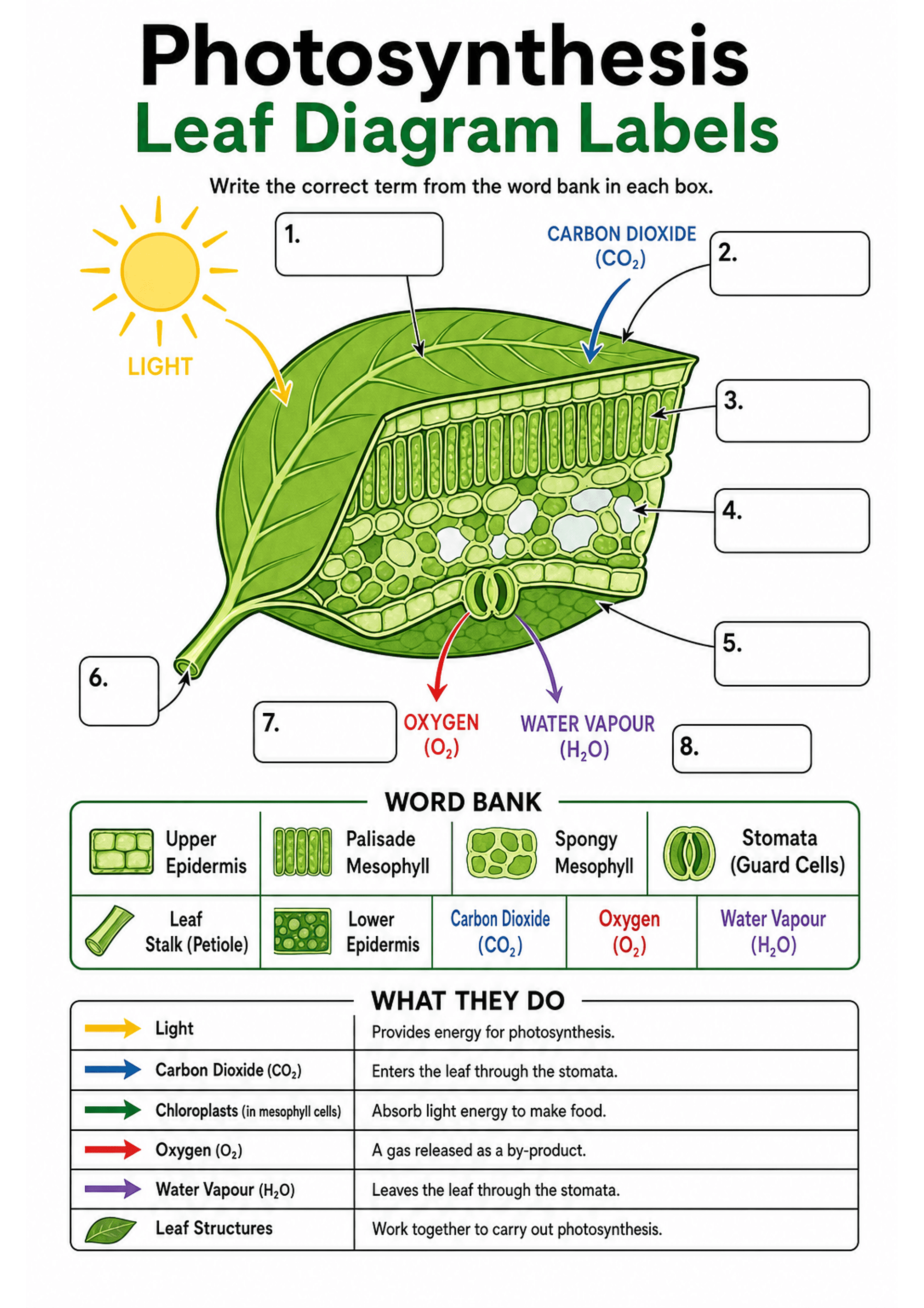Photosynthesis Leaf Diagram Labels: Large coloured cross-section of a leaf with 8 numbered blank label boxes connected by arrows; icons/labels for Light, Carbon Dioxide (CO2) arrow, Oxygen (O2) arrow and Water Vapour (H2O). A boxed word bank with pictograms and terms (Upper Epidermis, Palisade Mesophyll, Spongy Mesophyll, Stomata (Guard Cells), Leaf Stalk (Petiole), Lower Epidermis, Carbon Dioxide (CO2), Oxygen (O2), Water Vapour (H2O), Chloroplasts). A 'What They Do' two-column table linking a...