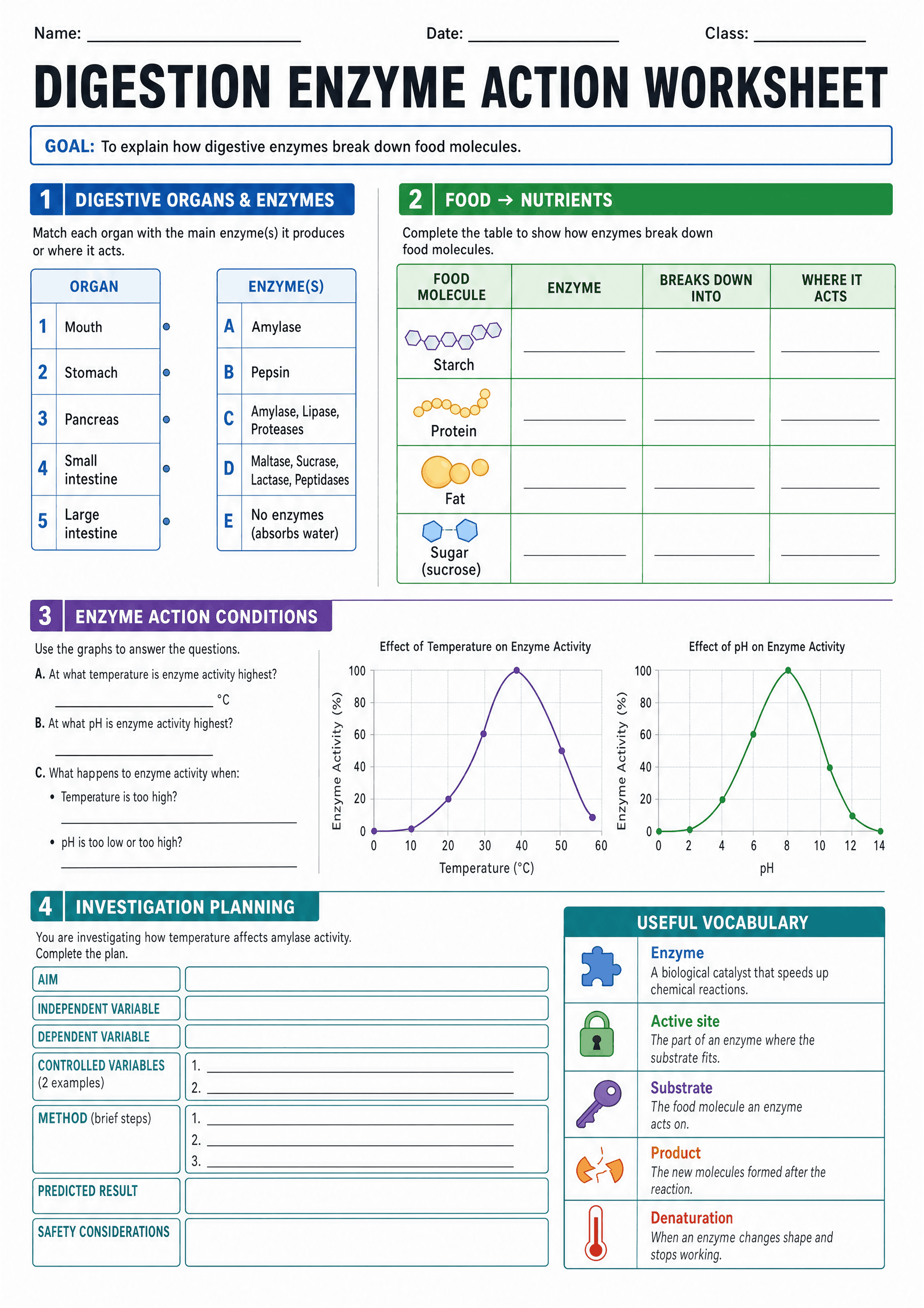 Digestion Enzyme Action Worksheet: Large title and goal at top; Section 1 'Digestive organs & enzymes' with two boxed columns: numbered organs (1 Mouth, 2 Stomach, 3 Pancreas, 4 Small intestine, 5 Large intestine) and lettered enzyme options A–E (e.g. Amylase; Pepsin; Amylase, Lipase, Proteases; Maltase, Sucrase, Lactase, Peptidases; No enzymes (absorbs water)). Section 2 'Food → Nutrients' is a table with rows for Starch, Protein, Fat, Sugar (sucrose) with small molecule icons and blank column...