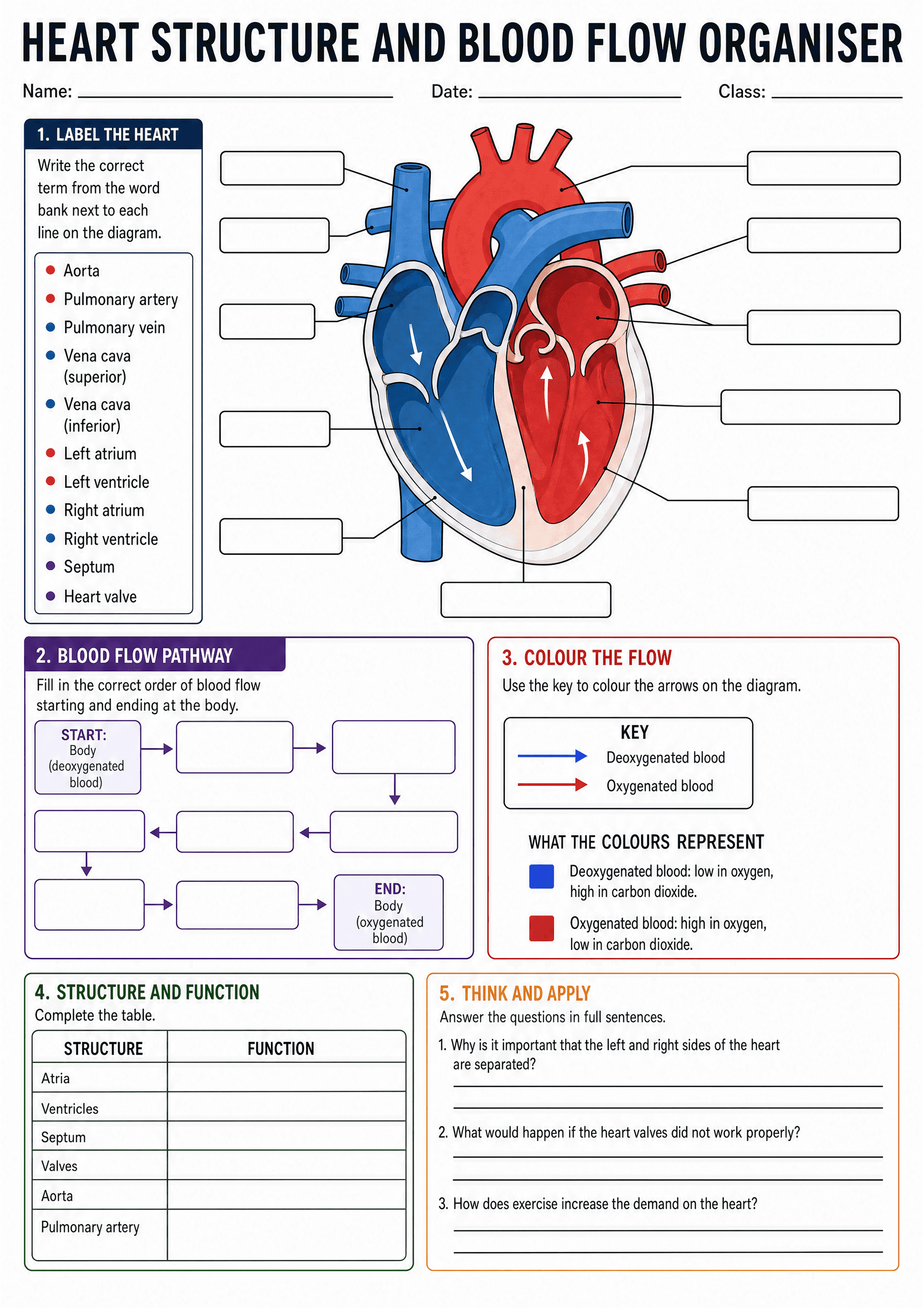 Heart Structure and Blood Flow Organiser: Large, coloured mid-sagittal heart diagram occupying the top half with multiple labelled leader lines and empty label boxes; a left-side boxed word bank listing terms (Aorta, Pulmonary artery, Pulmonary vein, Vena cava superior/inferior, Left atrium/ventricle, Right atrium/ventricle, Septum, Heart valve) with coloured bullet markers; section 2 a multi-step flowchart titled 'Blood Flow Pathway' with START (Body deoxygenated) and END (Body oxygenated) box...