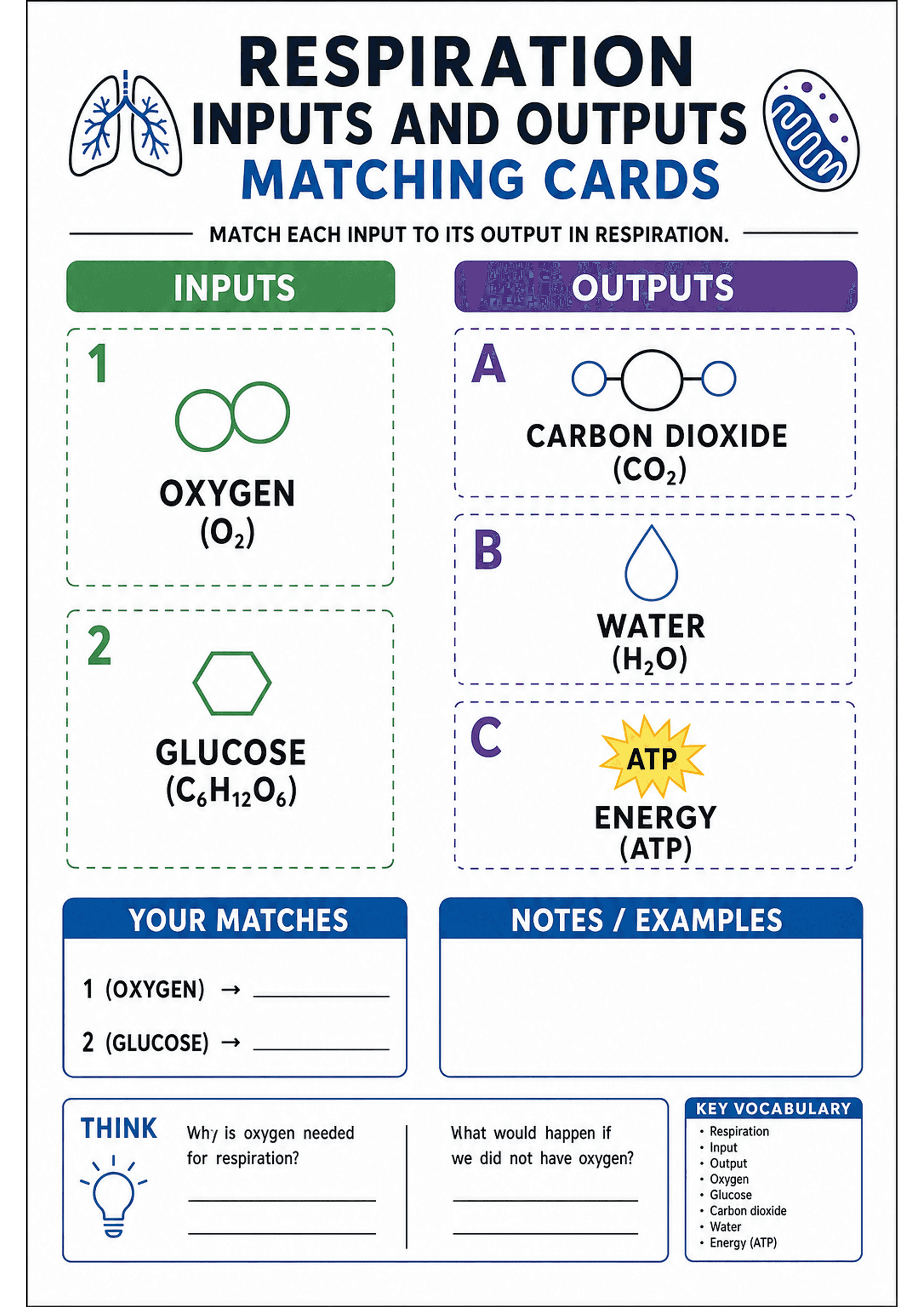 Respiration Inputs and Outputs Matching Cards: A two-column A4 mat: left column titled 'INPUTS' (green) with numbered cards showing icons and labels such as '1 OXYGEN (O2)' and '2 GLUCOSE (C6H12O6)'; right column titled 'OUTPUTS' (purple) with lettered cards A/B/C with icons and labels 'CARBON DIOXIDE (CO2)', 'WATER (H2O)', 'ENERGY (ATP)'. Dashed cut lines around cards, a 'YOUR MATCHES' fill-in area mapping number → letter, a 'NOTES / EXAMPLES' box, THINK prompt boxes with two short-answer ques...