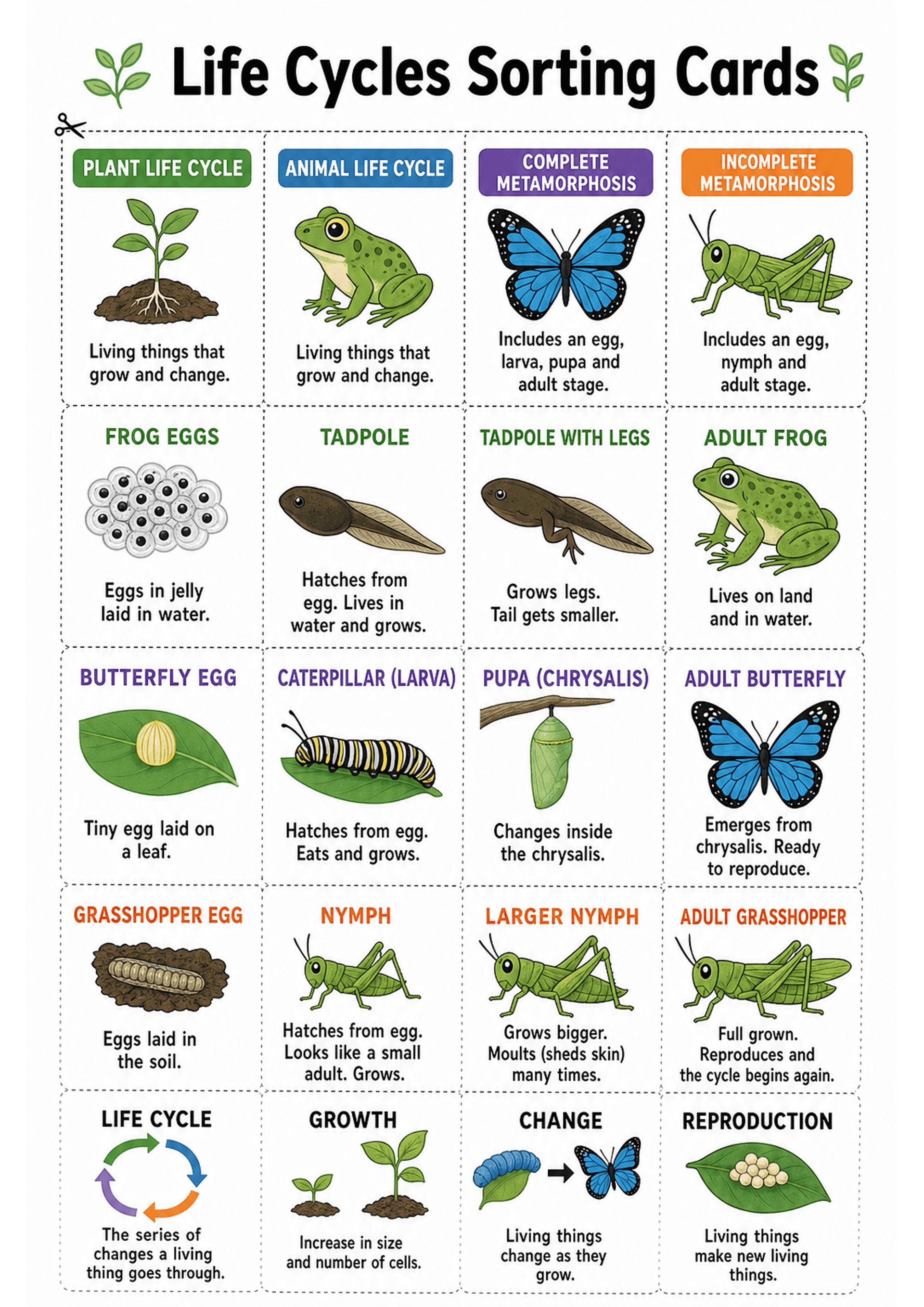 Life Cycles Sorting Cards: A vertical A4 layout of dashed cut lines forming a 4-column grid of cards. Top row headings: 'Plant Life Cycle', 'Animal Life Cycle', 'Complete Metamorphosis', 'Incomplete Metamorphosis' with icons. Subsequent rows show illustrated stage cards (Frog eggs, Tadpole, Tadpole with legs, Adult frog; Butterfly egg, Caterpillar (larva), Pupa (chrysalis), Adult butterfly; Grasshopper egg, Nymph, Larger nymph, Adult grasshopper) and bottom row concept cards (Life Cycle diagram...