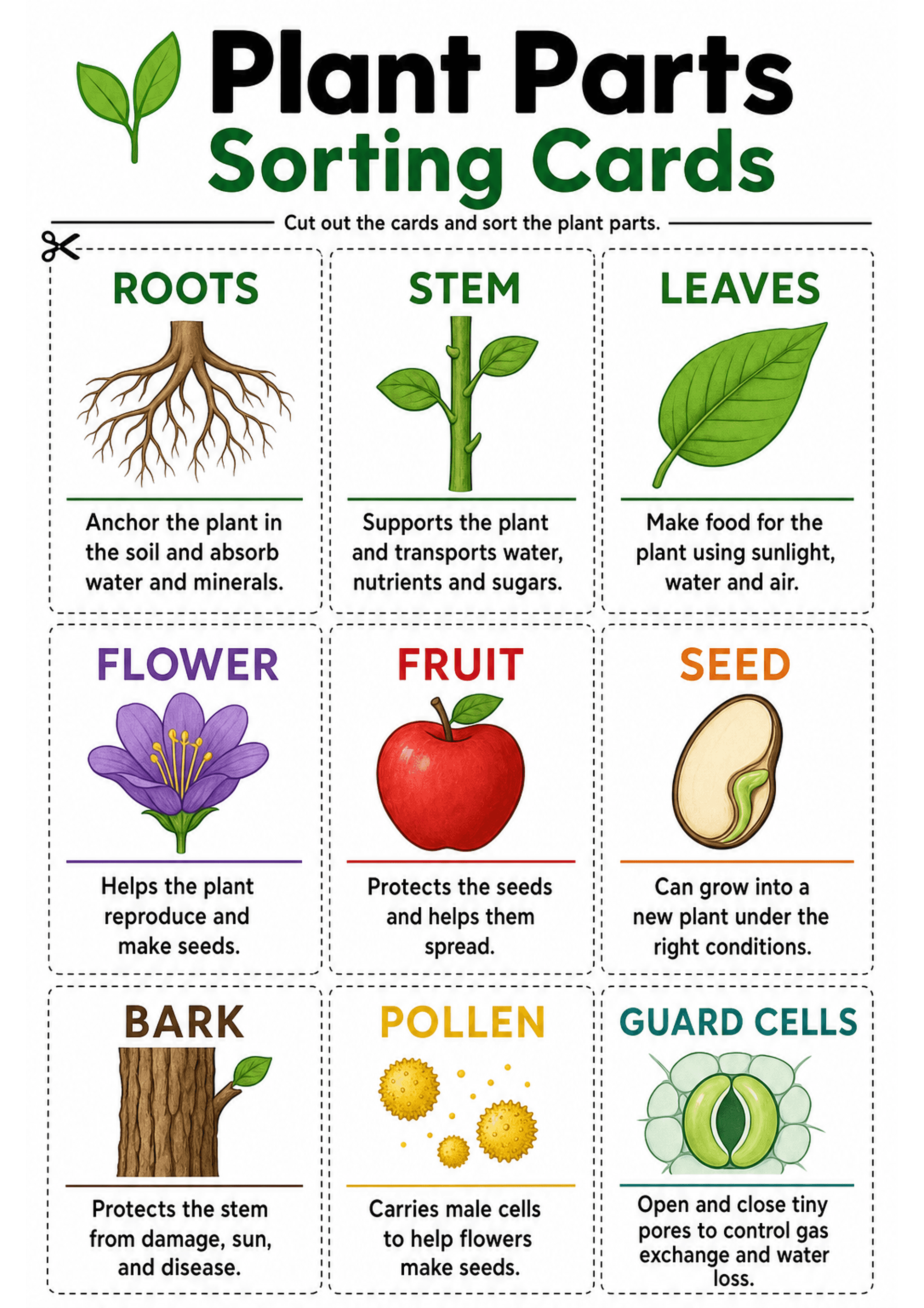 Plant Parts Sorting Cards: A single A4 page header 'Plant Parts Sorting Cards' with instruction 'Cut out the cards and sort the plant parts.' Grid of dashed-outline cards (3 across) each containing: a bold coloured title (ROOTS, STEM, LEAVES, FLOWER, FRUIT, SEED, BARK, POLLEN, GUARD CELLS), a large colour illustration, a thin coloured rule, and one short sentence describing the function; scissors icon at top-left of page; low text density (one sentence per card).