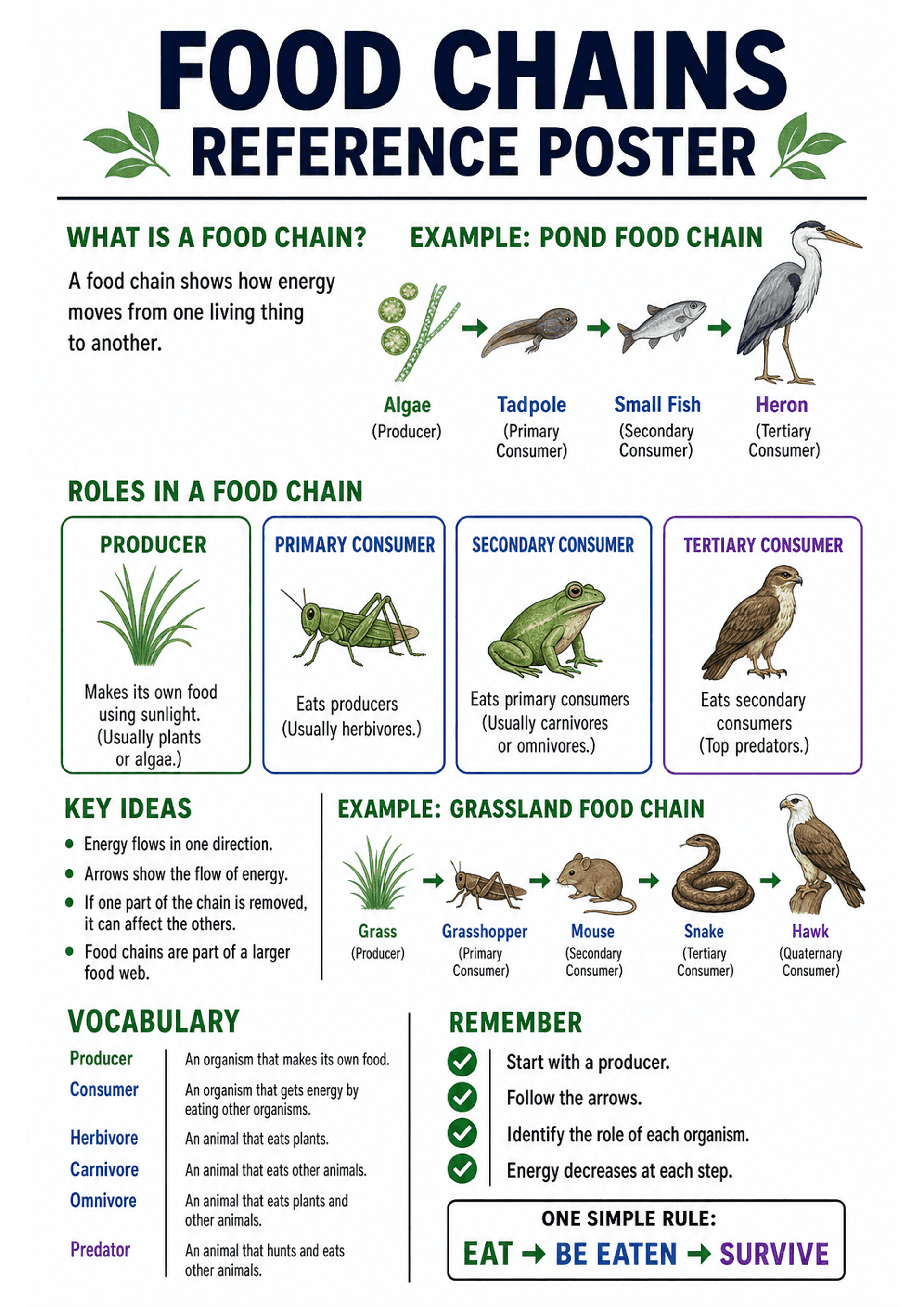 Food Chains Reference Poster: Large heading 'FOOD CHAINS REFERENCE POSTER'; left column 'What is a food chain?' with one-sentence definition; top-centre pond example (Algae → Tadpole → Small Fish → Heron) with arrows and each organism labelled with role (Producer, Primary/Secondary/Tertiary Consumer). Row of four coloured boxed role-cards labelled Producer, Primary Consumer, Secondary Consumer, Tertiary Consumer with small illustrations and 1–2 sentence role descriptions. Left bullet list 'Key...