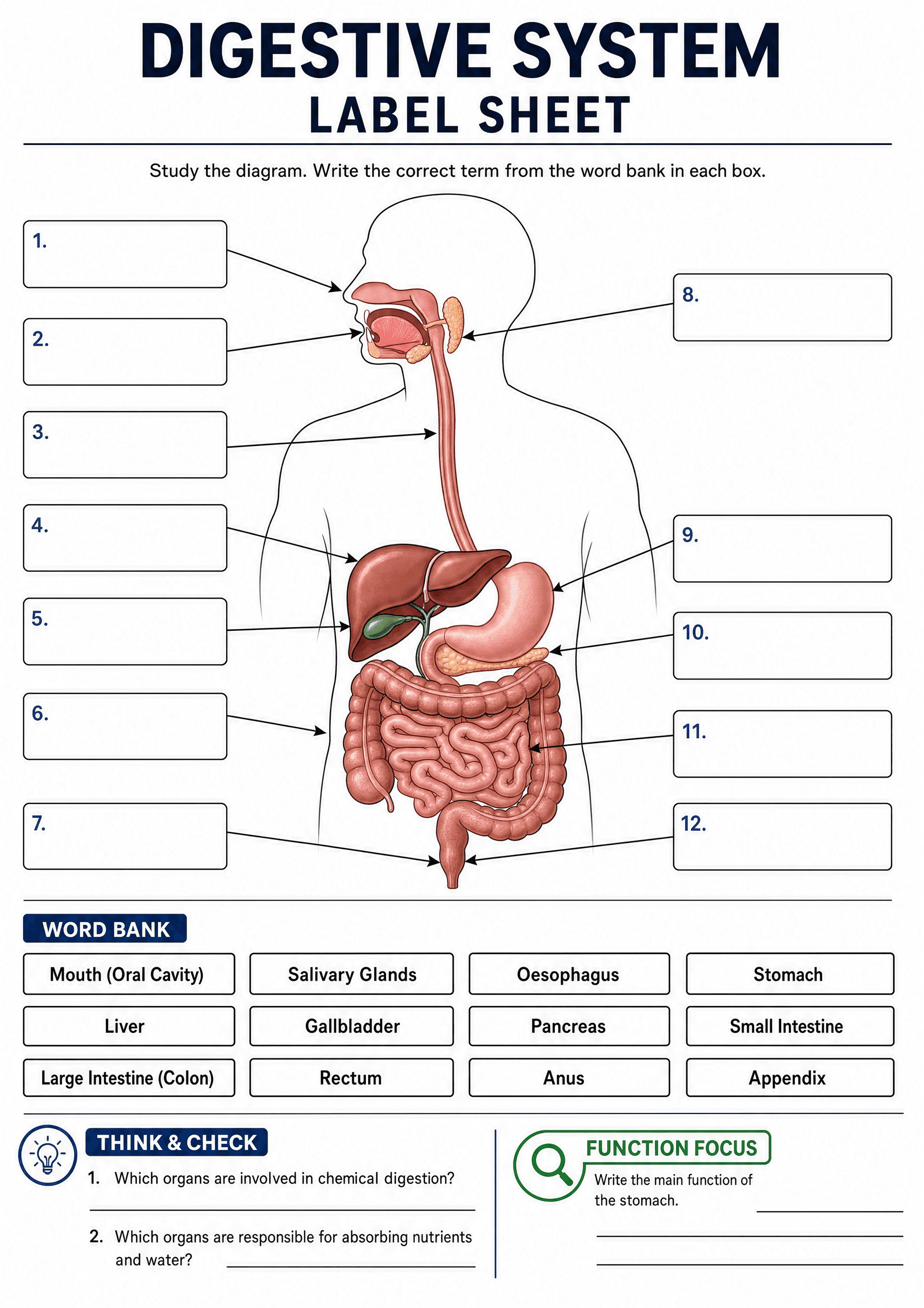 Digestive System Label Sheet: Large title 'Digestive System Label Sheet'; instruction line 'Study the diagram. Write the correct term from the word bank in each box.' Centre: full‑colour anterior body diagram showing mouth, salivary glands, oesophagus, liver, gallbladder, stomach, pancreas, small and large intestines, rectum, anus and appendix with arrows to 12 numbered blank rectangular label boxes (left and right). Bottom: 'WORD BANK' header with 12 boxed terms (Mouth (Oral Cavity), Salivary...