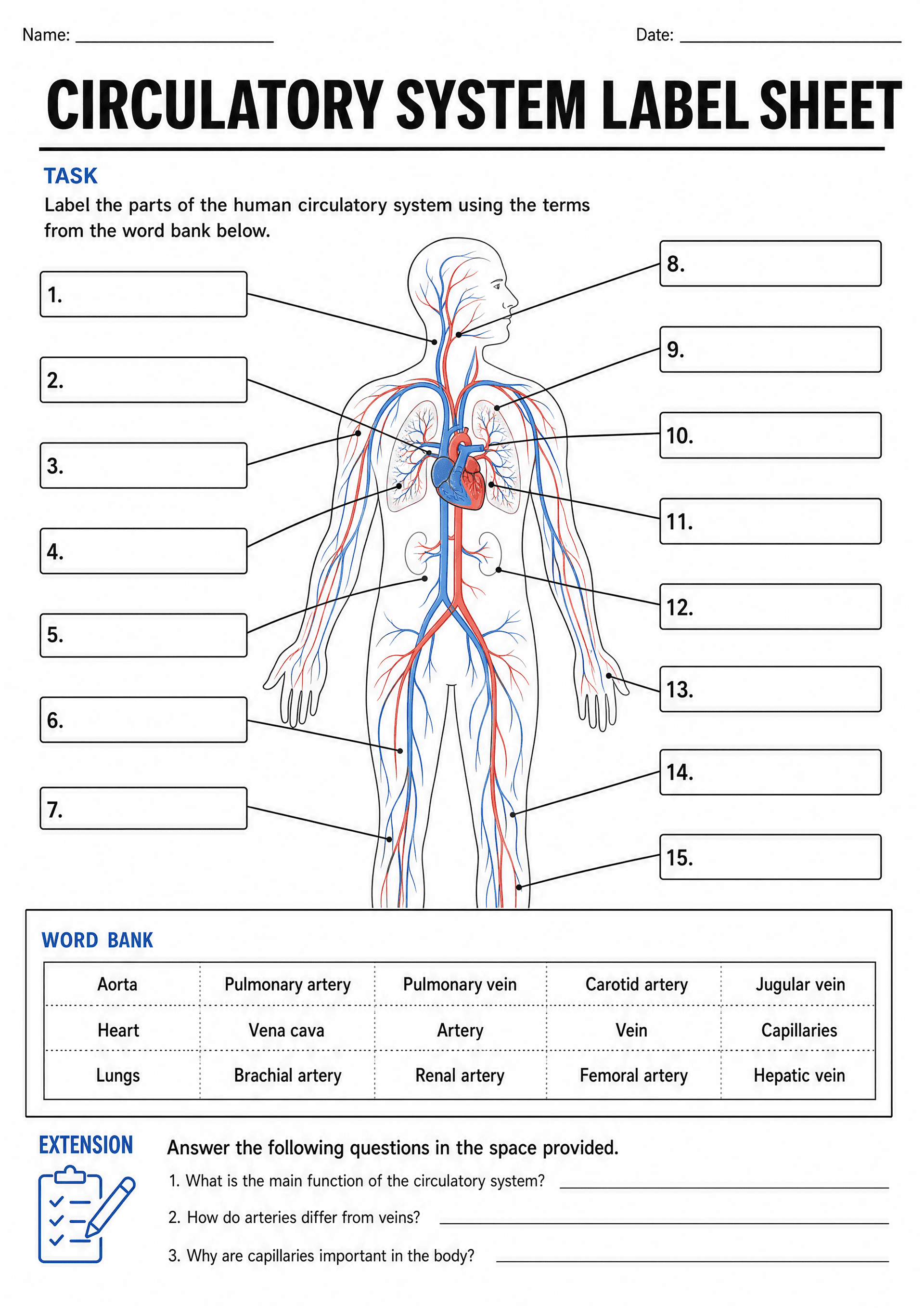 Circulatory System Label Sheet: A4 portrait worksheet with title and Name/Date fields; central colour-coded human figure showing heart, lungs, major arteries (red) and veins (blue) with leader lines to 15 numbered blank rectangular label boxes (numbers 1–15) arranged left and right of the diagram. A boxed word bank at the bottom contains a 3x5 grid of terms (examples visible: Aorta, Pulmonary artery, Pulmonary vein, Carotid artery, Jugular vein, Heart, Vena cava, Artery, Vein, Capillaries, Lung...