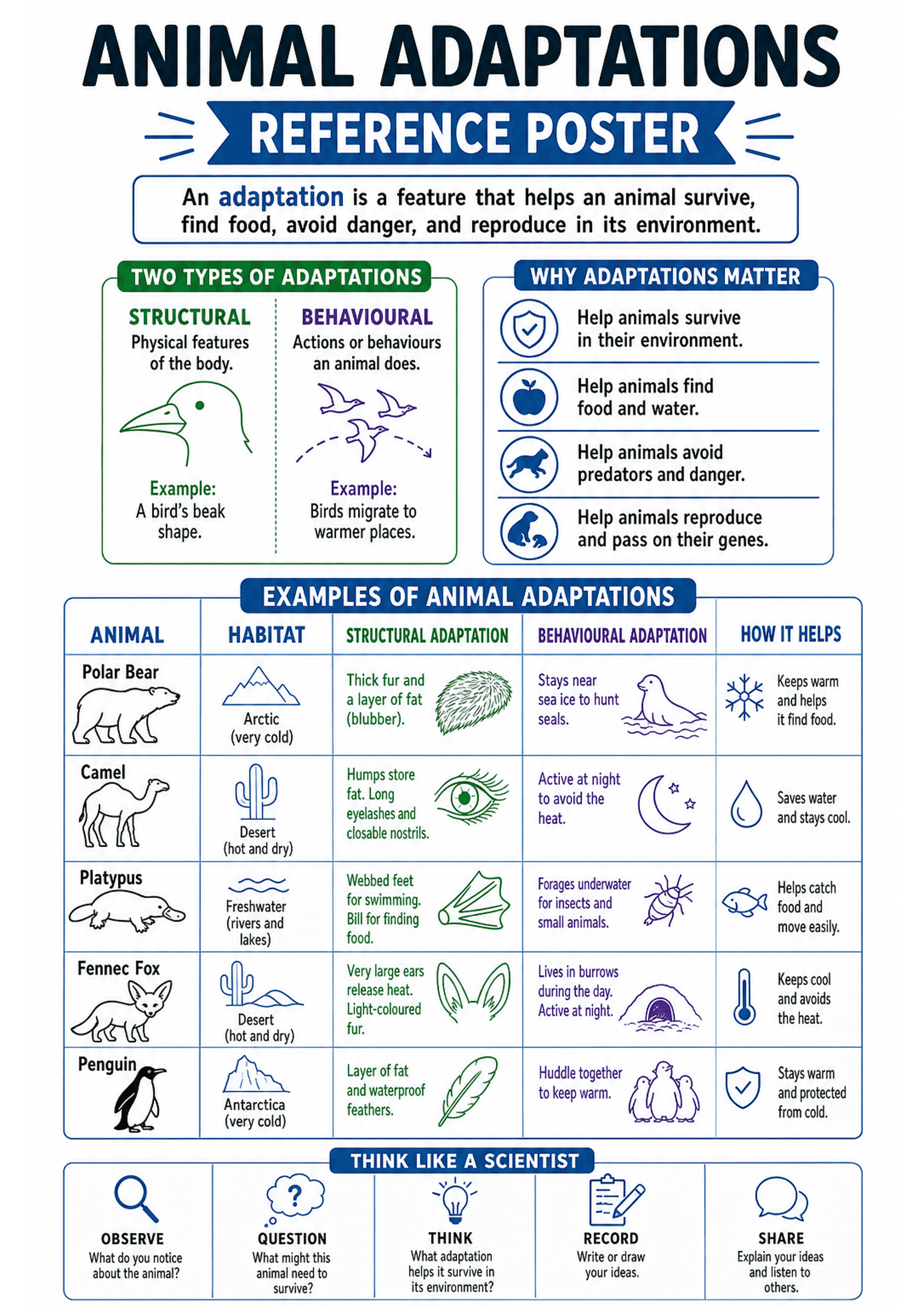 Animal Adaptations Reference Poster: Large title 'Animal Adaptations Reference Poster'; a definition box; a split panel 'Two types of adaptations' (STRUCTURAL in green with a bird-beak sketch and BEHAVIOURAL in purple with migrating birds); a 'Why adaptations matter' boxed list with four icon bullets. A large grid/table titled 'Examples of Animal Adaptations' with columns: Animal (icon and name), Habitat (simple icon + label), Structural adaptation (green text and small illustrations), Behaviou...