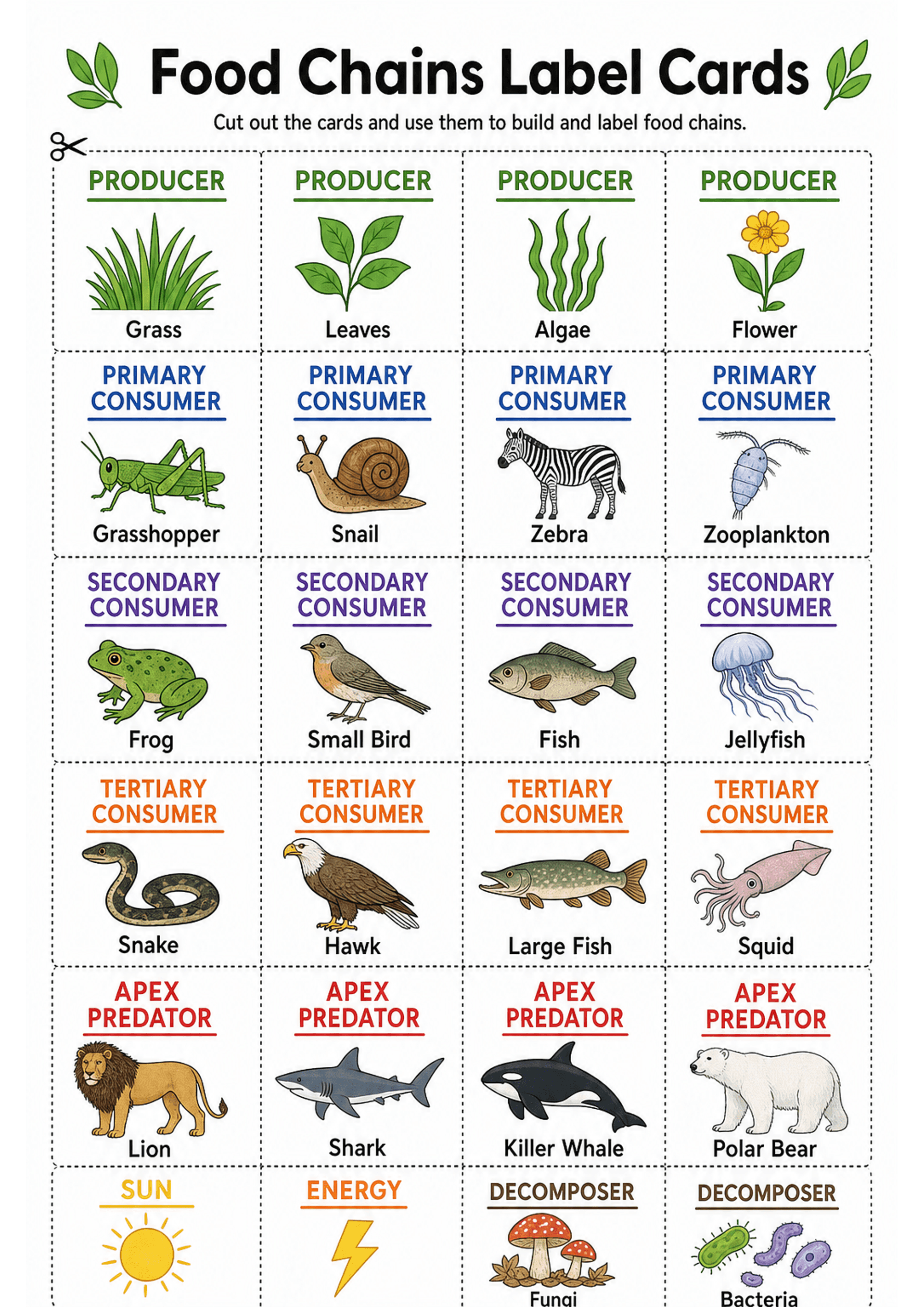 Food Chains Label Cards: A single A4 page of rectangular, dashed-cut cards arranged in a grid; large header 'Food Chains Label Cards' with brief instruction. Cards are colour-coded by category (green 'PRODUCER' with images: Grass, Leaves, Algae, Flower; blue 'PRIMARY CONSUMER' with Grasshopper, Snail, Zebra, Zooplankton; purple 'SECONDARY CONSUMER' with Frog, Small Bird, Fish, Jellyfish; orange 'TERTIARY CONSUMER' with Snake, Hawk, Large Fish, Squid; red 'APEX PREDATOR' with Lion, Shark, Killer...