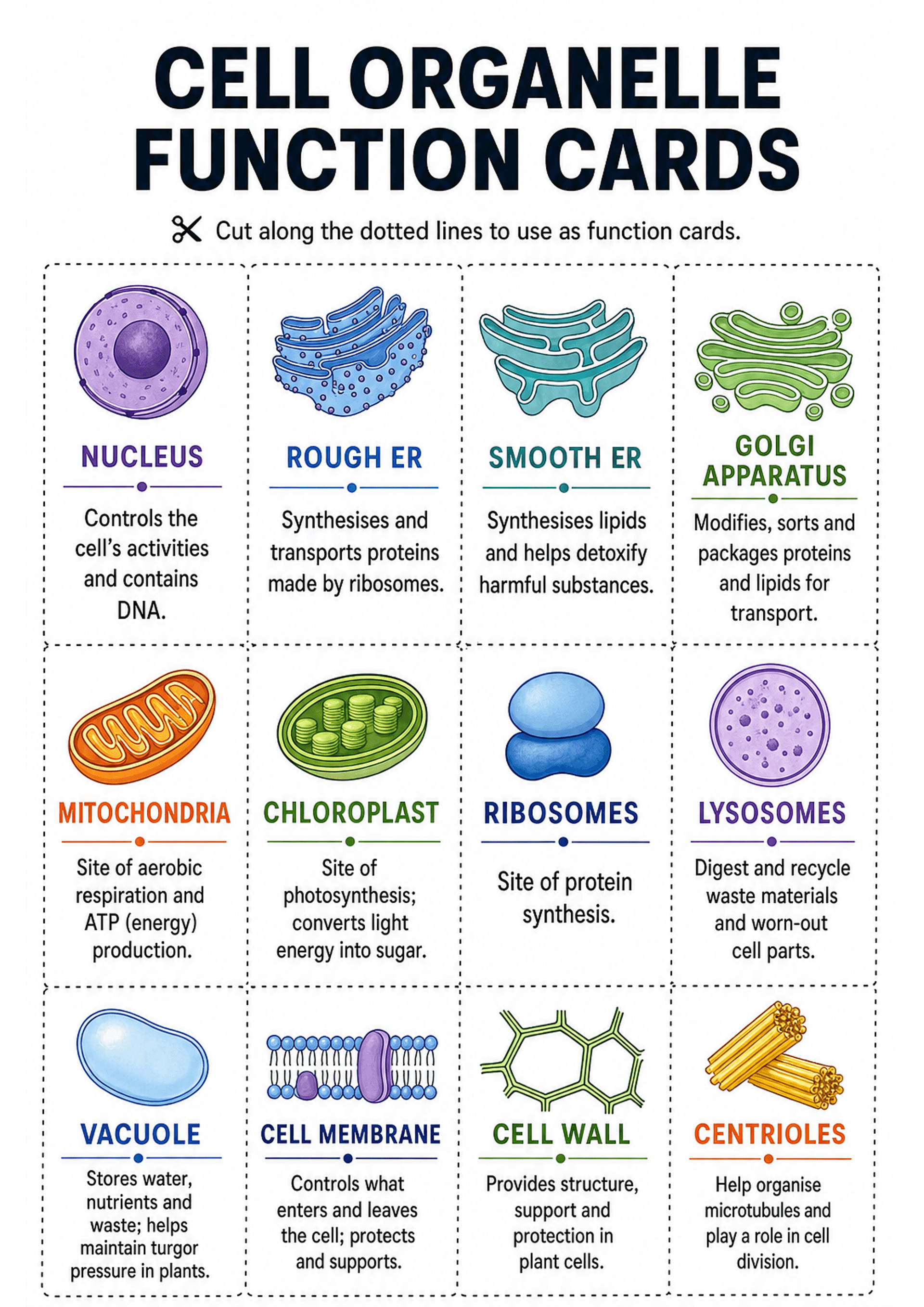 Cell Organelle Function Cards: Portrait A4 page with large title 'CELL ORGANELLE FUNCTION CARDS' and instructions to cut along dotted lines. Grid of 12 individual rectangular cards (dotted cut lines visible) each containing: a coloured hand-drawn icon of the organelle at top, the organelle name in bold coloured text (e.g., NUCLEUS, ROUGH ER, MITOCHONDRIA, CHLOROPLAST, RIBOSOMES, LYSOSOMES, VACUOLE, CELL MEMBRANE, CELL WALL, CENTRIOLES), a short one-sentence function description under a small ru...