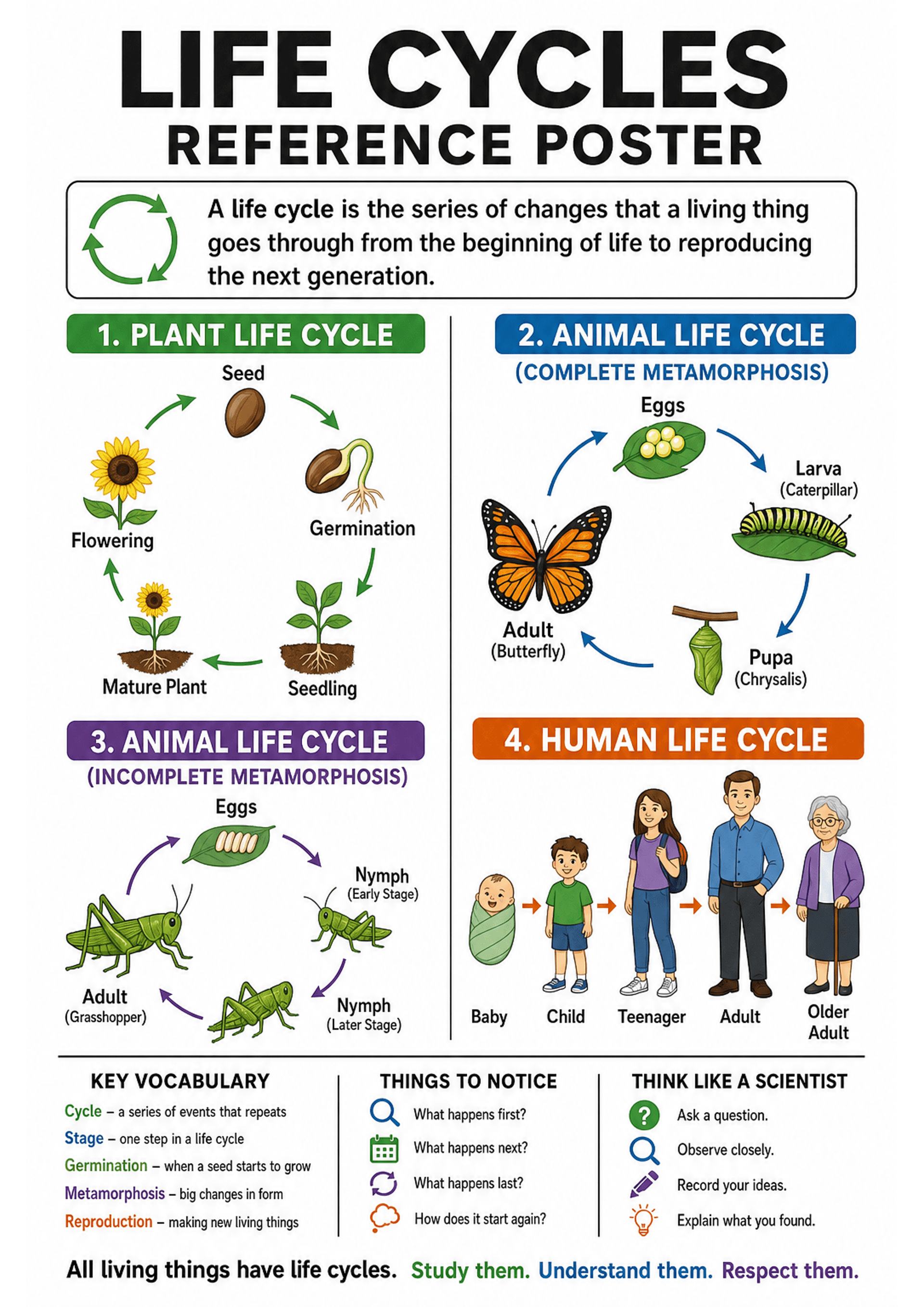 Life Cycles Reference Poster: Large title 'Life Cycles Reference Poster'; short definition box under title; four vertical panels: 1) Plant life cycle with circular arrows and labelled stages (Seed, Germination, Seedling, Mature Plant, Flowering) and colourful plant illustrations; 2) Animal life cycle (complete metamorphosis) with Eggs, Larva (Caterpillar), Pupa (Chrysalis), Adult (Butterfly) and arrows; 3) Animal life cycle (incomplete metamorphosis) showing Eggs, Nymph (early and later stages)...
