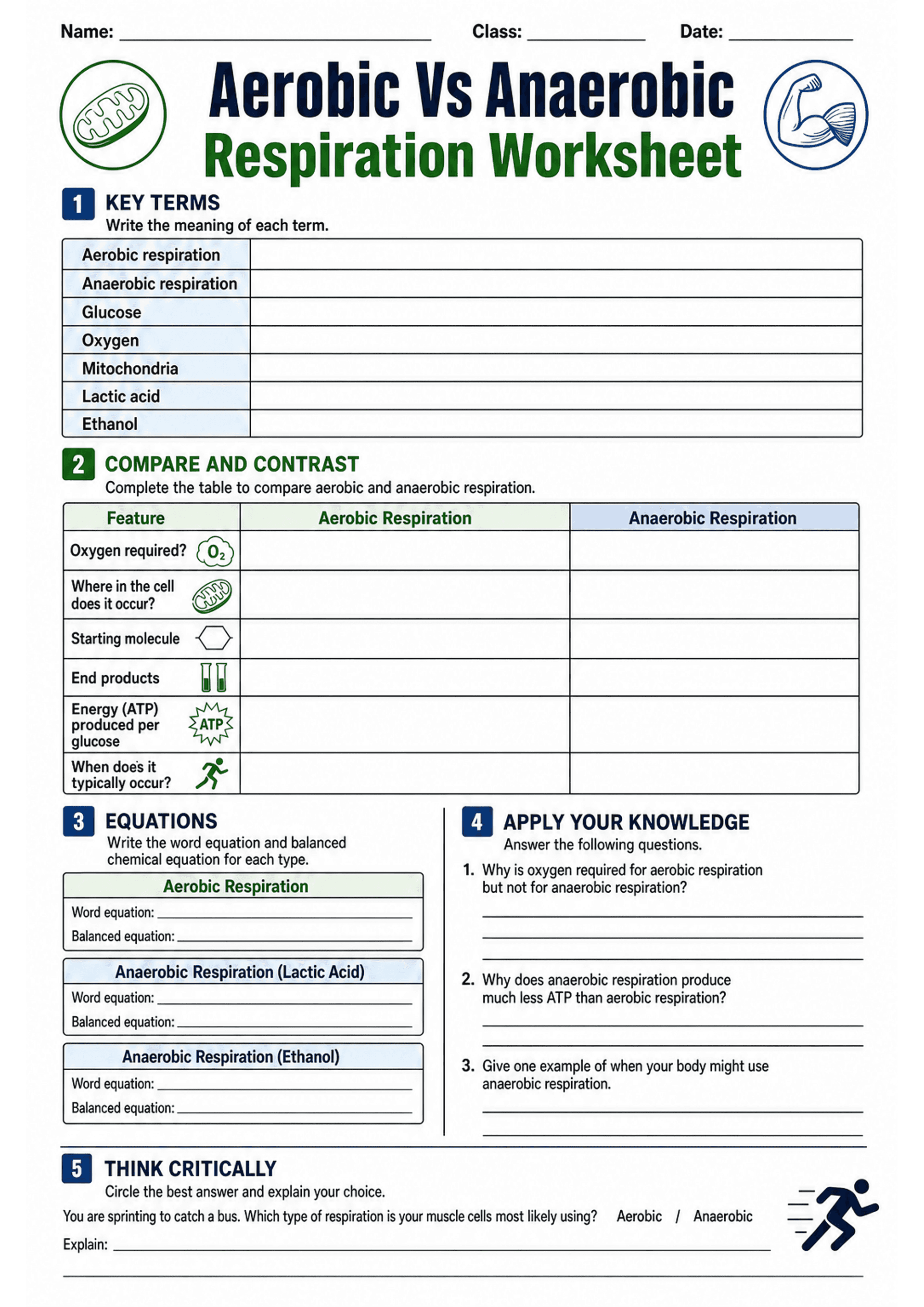 Aerobic Vs Anaerobic Respiration Worksheet: Single A4 portrait worksheet with header (title, name/class/date). Section 1 'Key terms' — two-column box listing 7 terms (Aerobic respiration, Anaerobic respiration, Glucose, Oxygen, Mitochondria, Lactic acid, Ethanol) with blank lines for definitions. Section 2 'Compare and Contrast' — a wide table with three columns (Feature, Aerobic Respiration, Anaerobic Respiration) and rows for Oxygen required?, Cellular location, Starting molecule, End product...